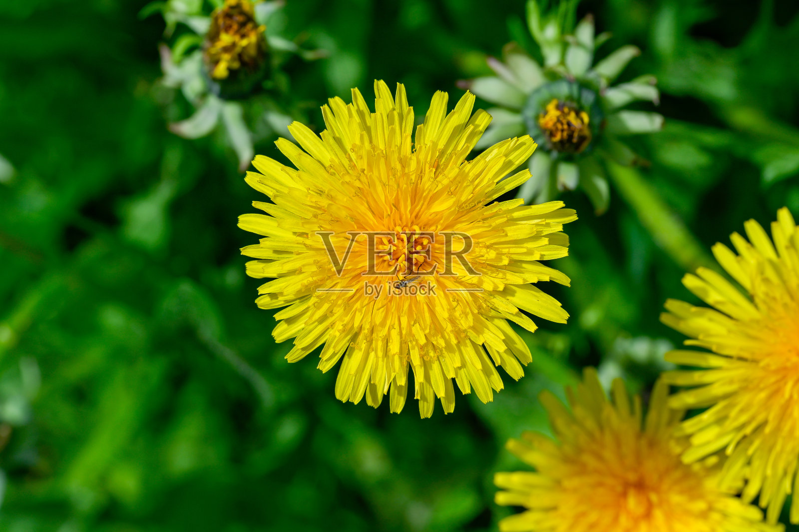 黄色蒲公英和小苍蝇的特写照片摄影图片