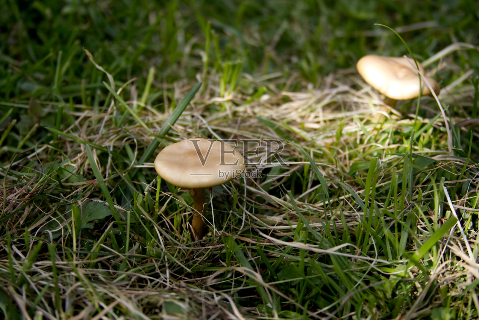 绿色草地上的两只蘑菇照片摄影图片