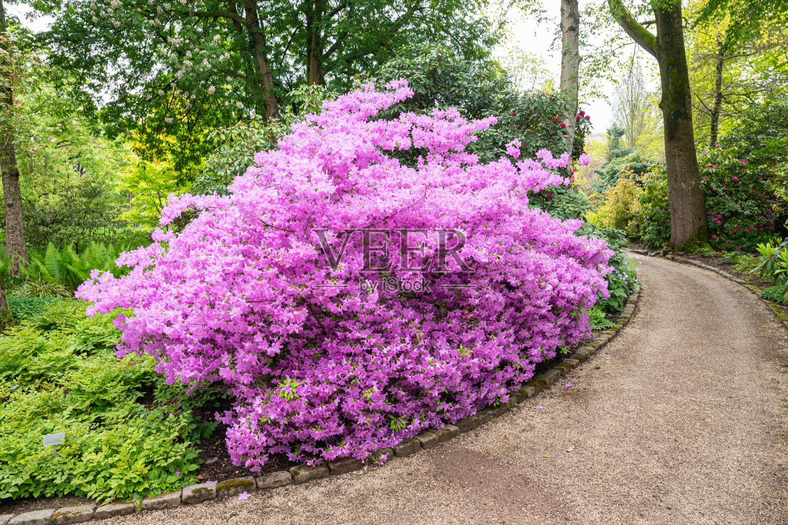 粉红色的杜鹃花沿着人行道照片摄影图片