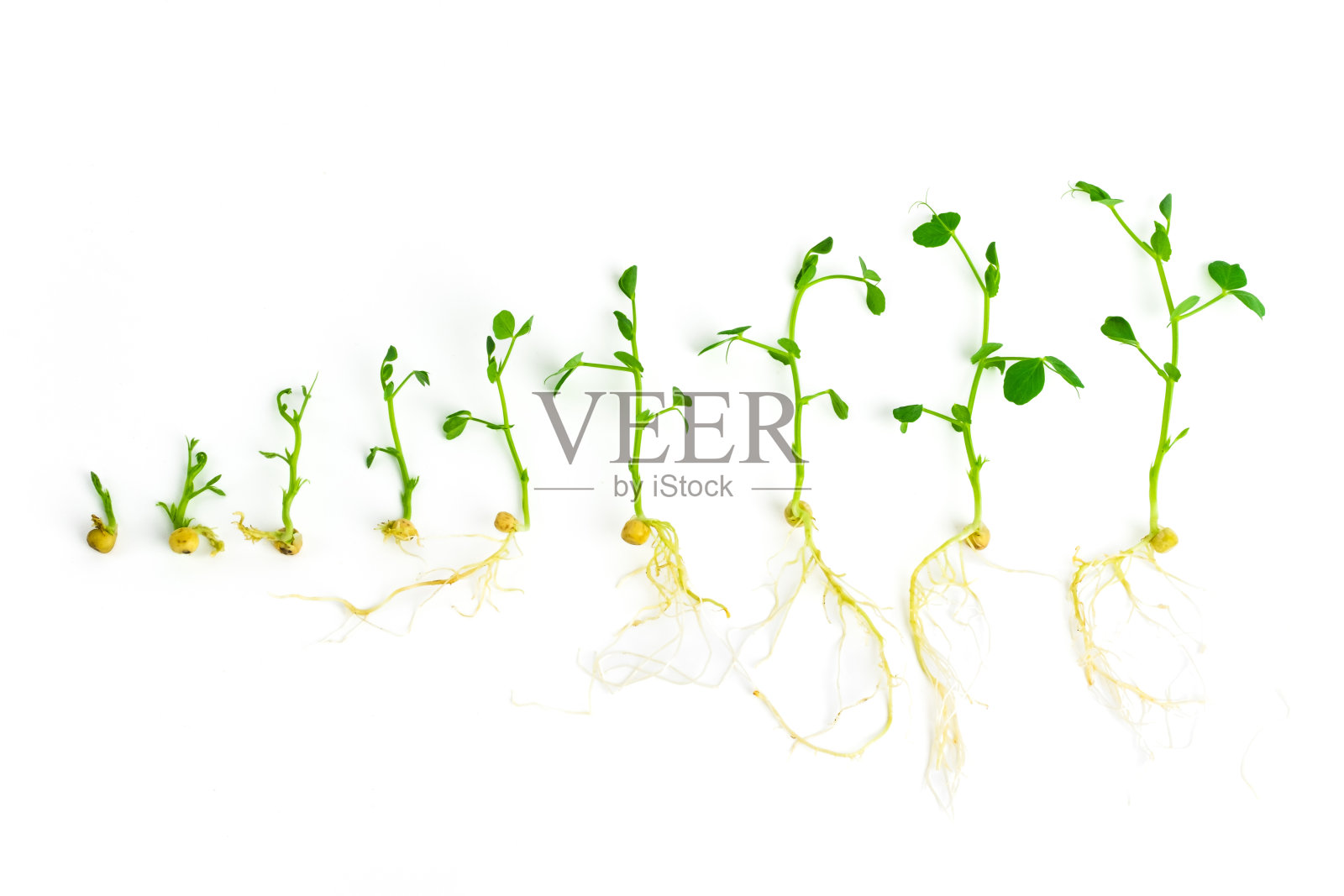 白色背景上的豌豆嫩芽。不同生长阶段的豌豆幼芽。超级食品，健康饮食理念照片摄影图片