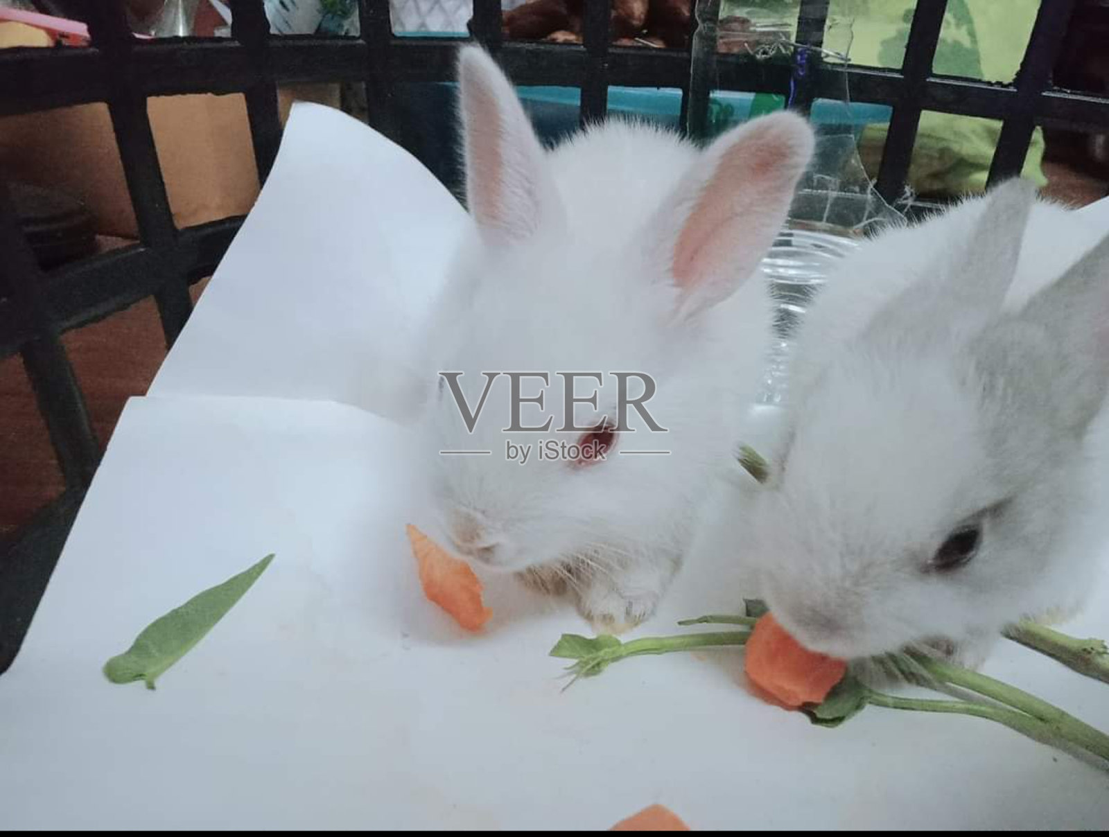 两只兔子照片摄影图片