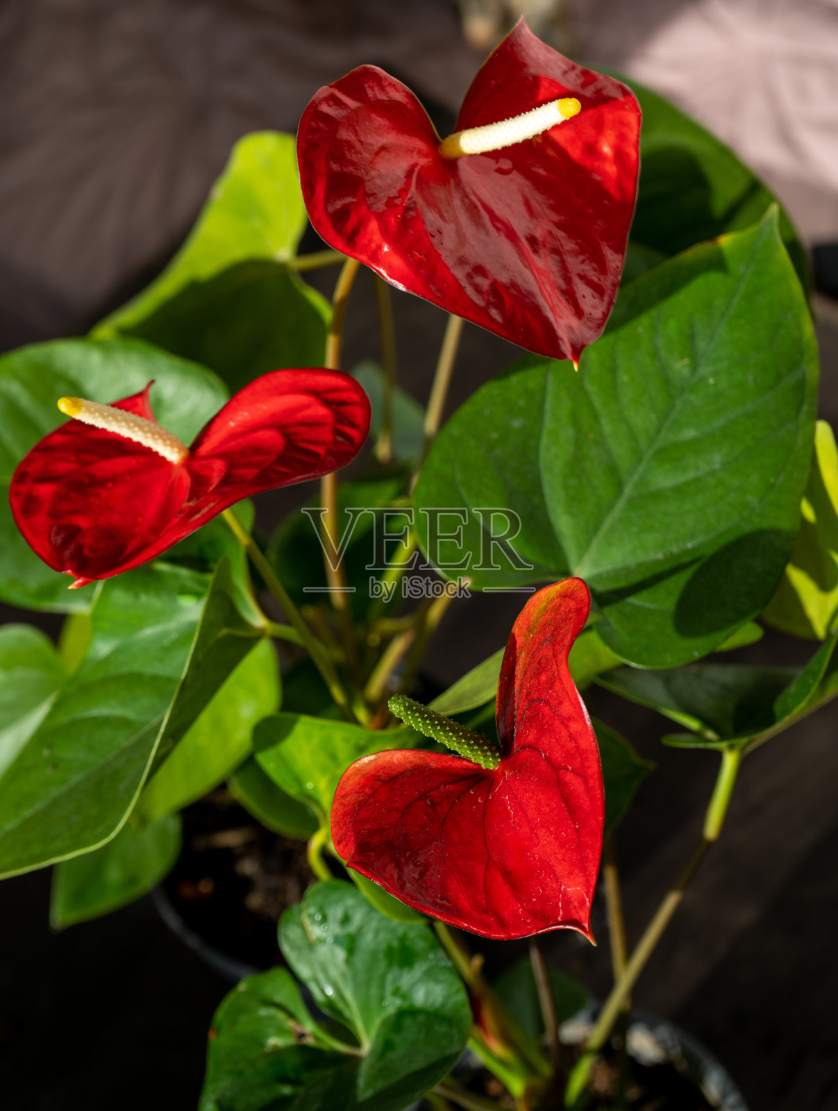 红掌芽黑色背景。红色的家花，中心黄色。心形的花。天南星科或Arum象征着好客。红鹤红掌照片摄影图片