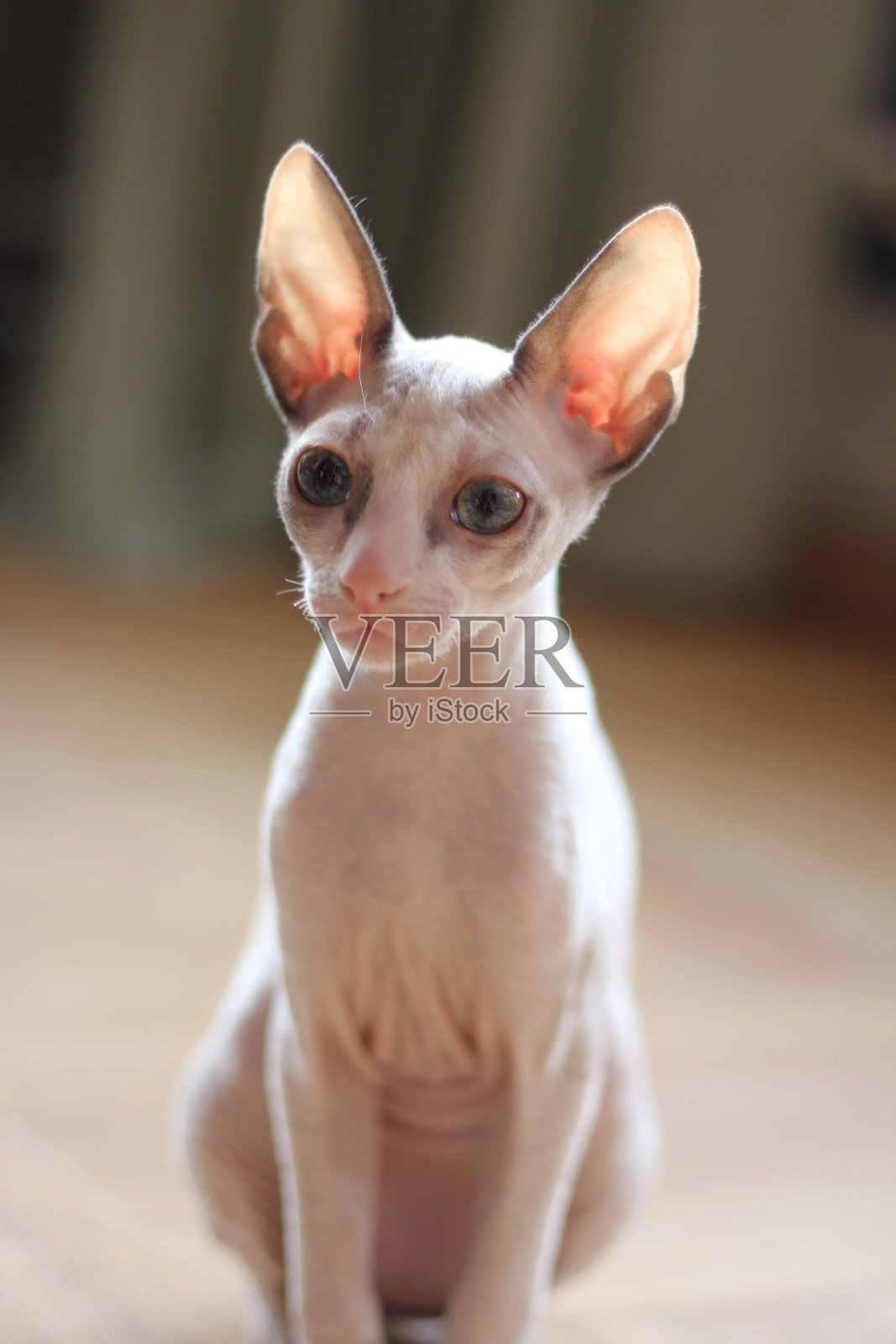 康沃尔雷克斯小猫Pärla照片摄影图片