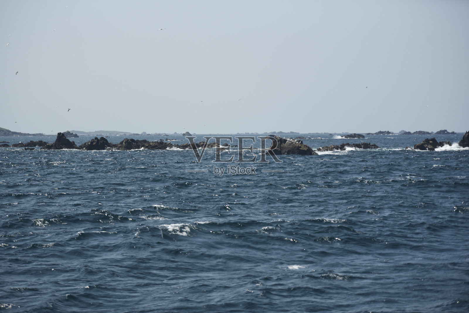 塘鹅窝照片摄影图片