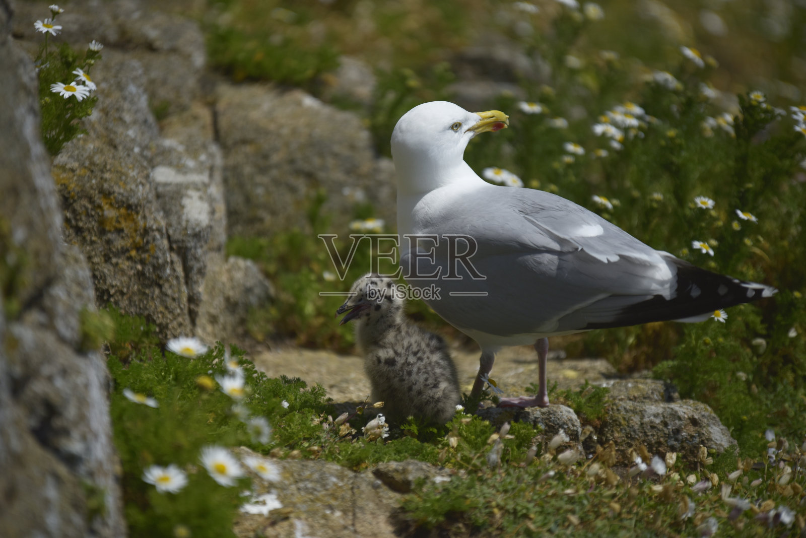 海鸥嵌套照片摄影图片