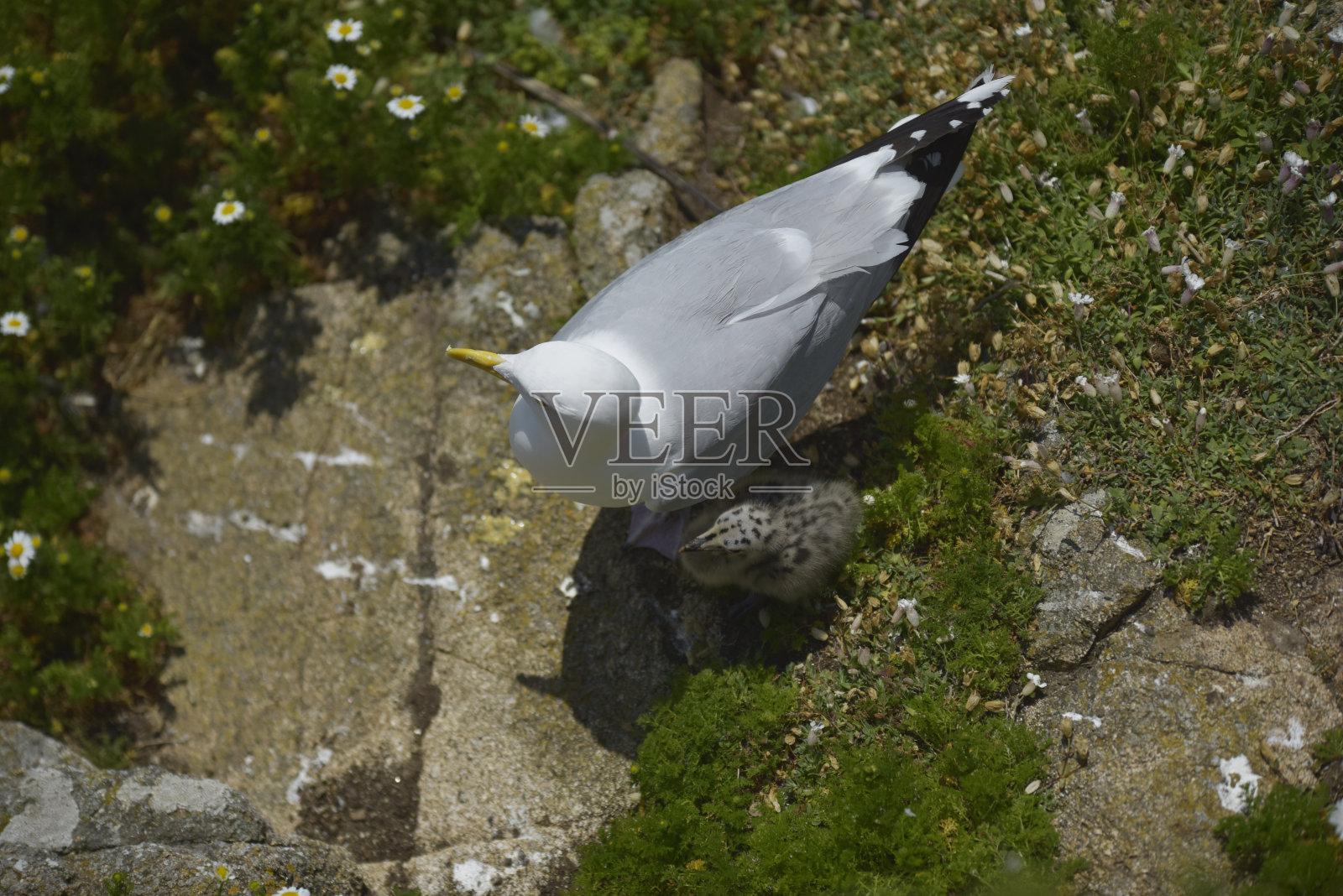 海鸥嵌套照片摄影图片