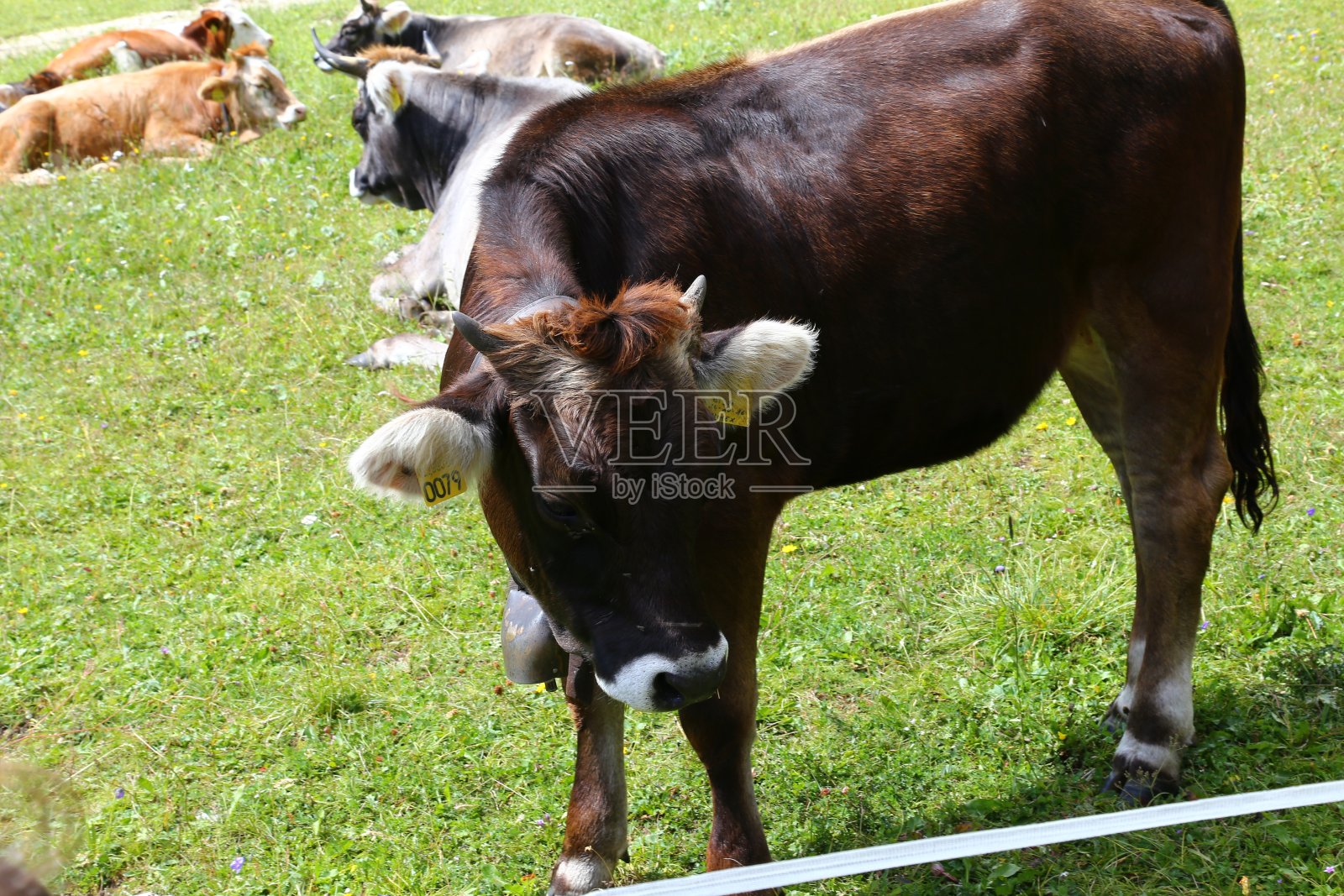 牛在valdi Fassa -白云石照片摄影图片