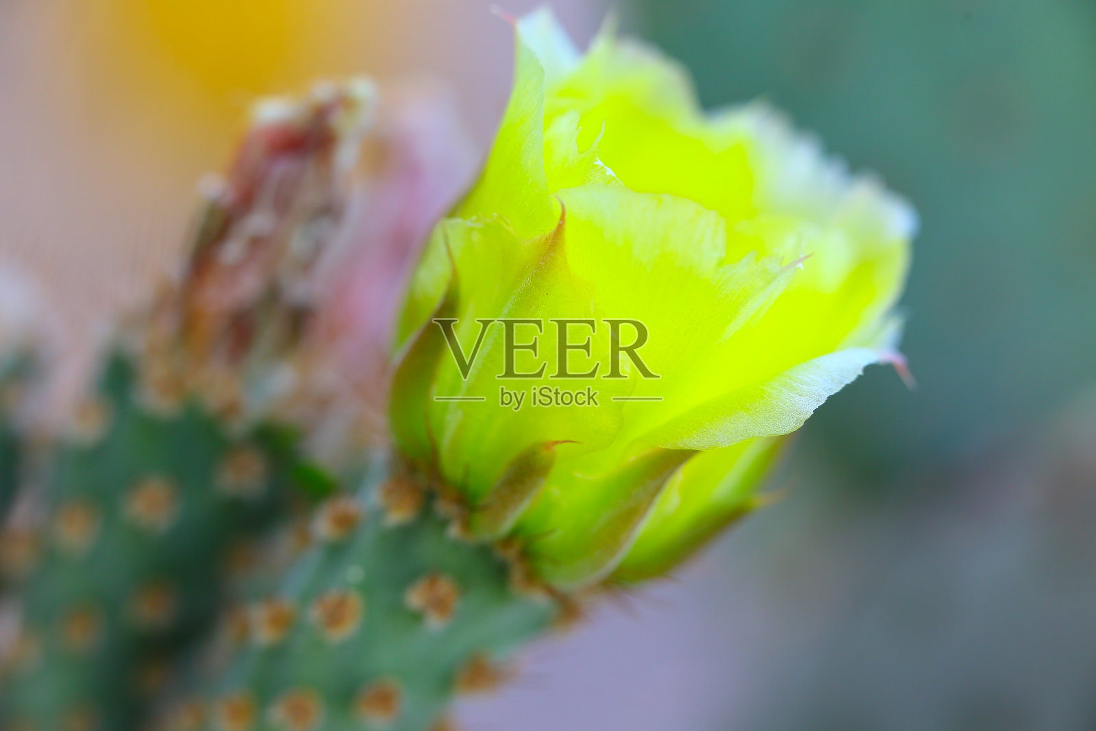 仙人掌花照片摄影图片