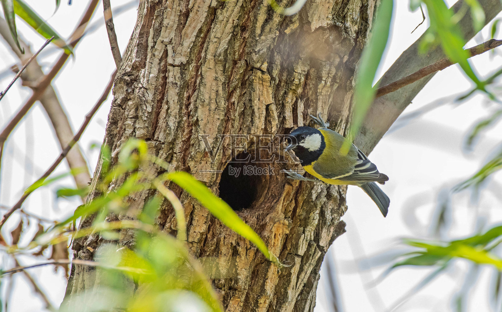 大山雀(Parus major)照片摄影图片