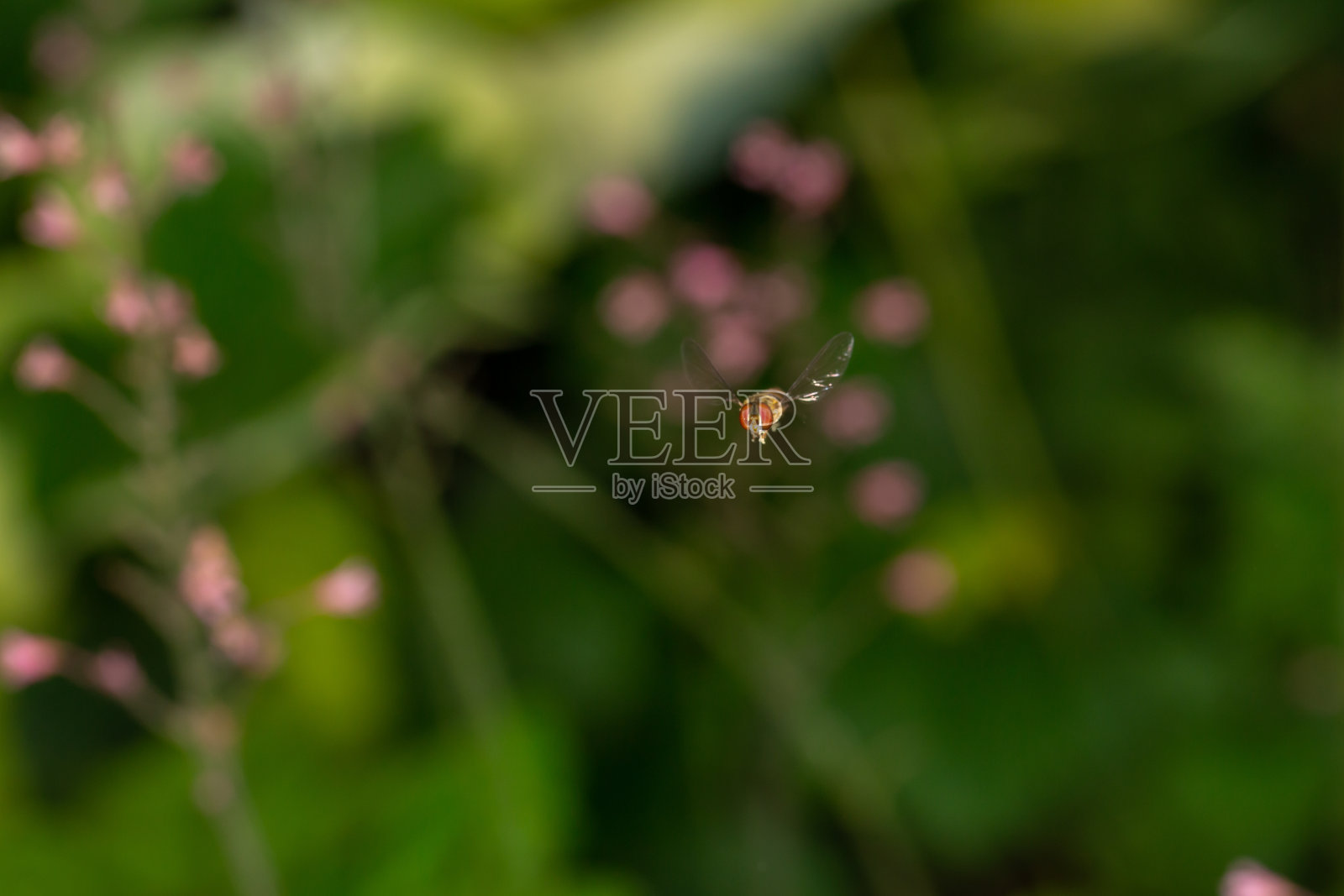 在夏天的一天飞行微距摄影的果酱食蚜虫。照片摄影图片