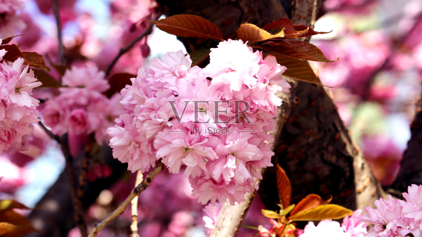 樱花的特写照片照片摄影图片