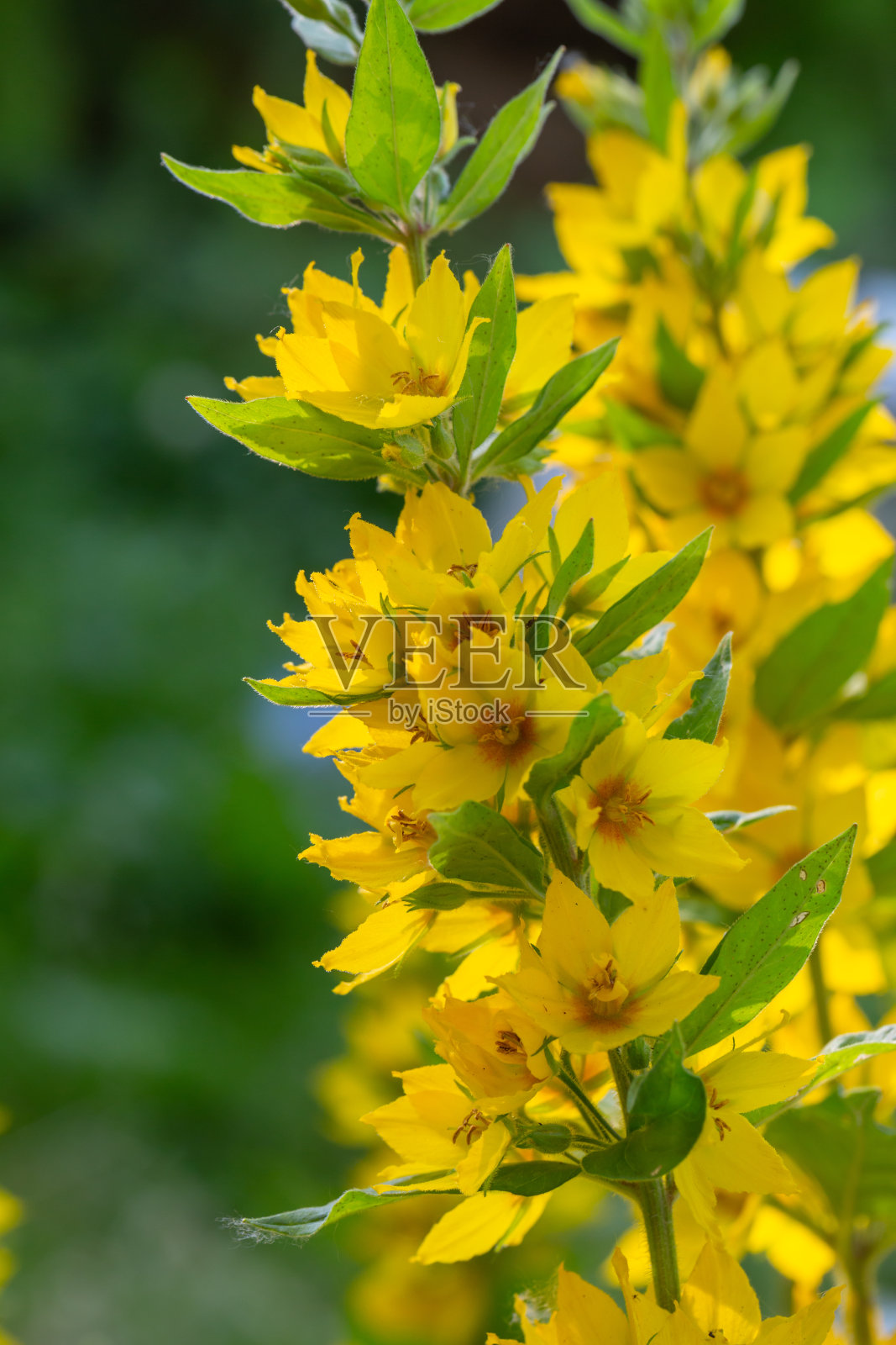 黄色的花朵点缀在绿色的背景上，在夏日阳光明媚的日子微距摄影。照片摄影图片