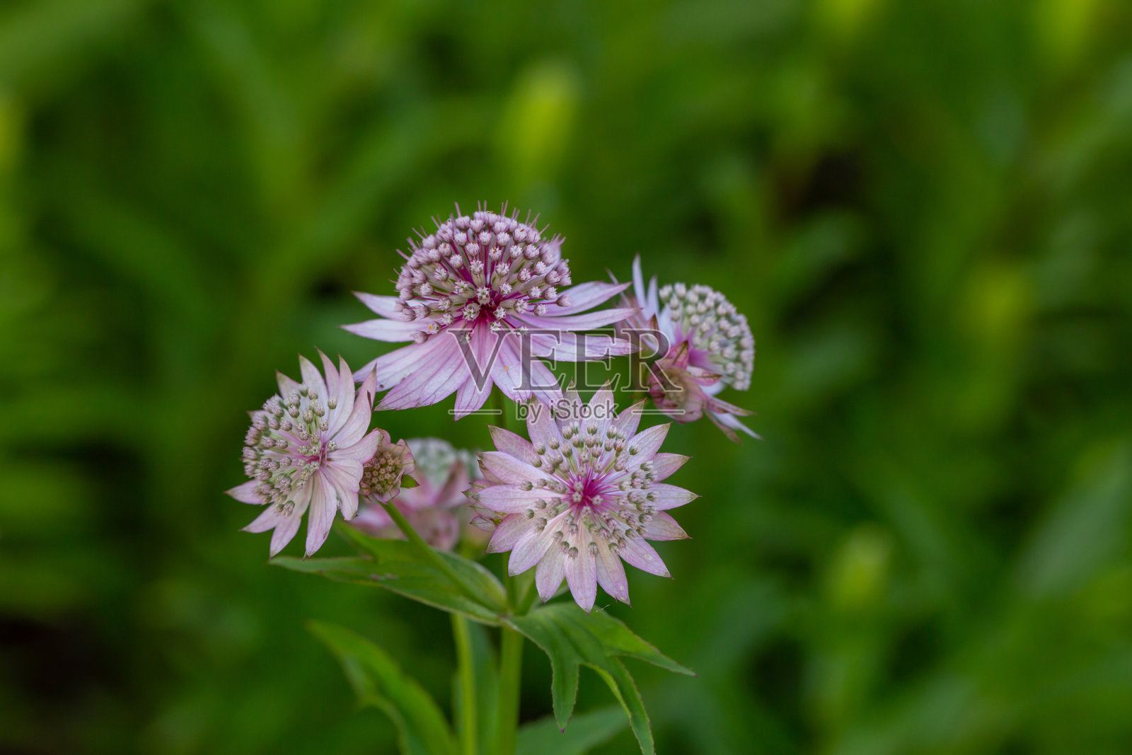 盛开的粉红色阿斯特兰花在绿色背景的特写照片在夏天。照片摄影图片