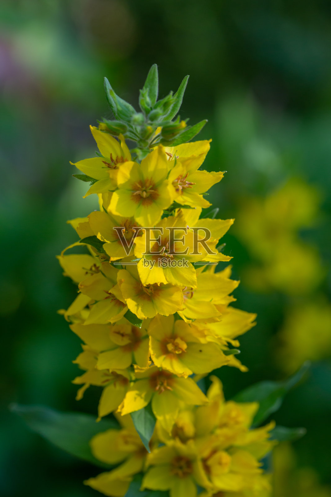 黄色的花朵点缀在绿色的背景上，在夏日阳光明媚的日子微距摄影。照片摄影图片