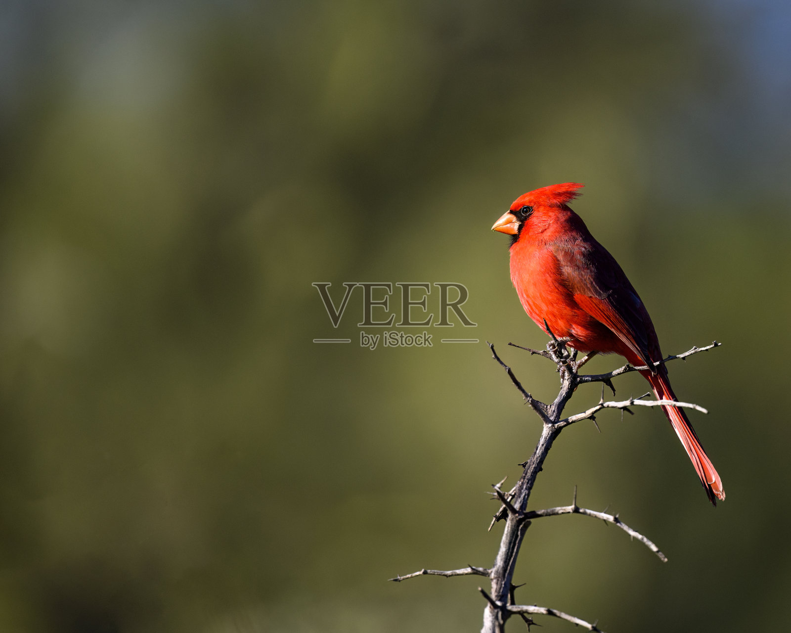 红衣主教的鸟照片摄影图片