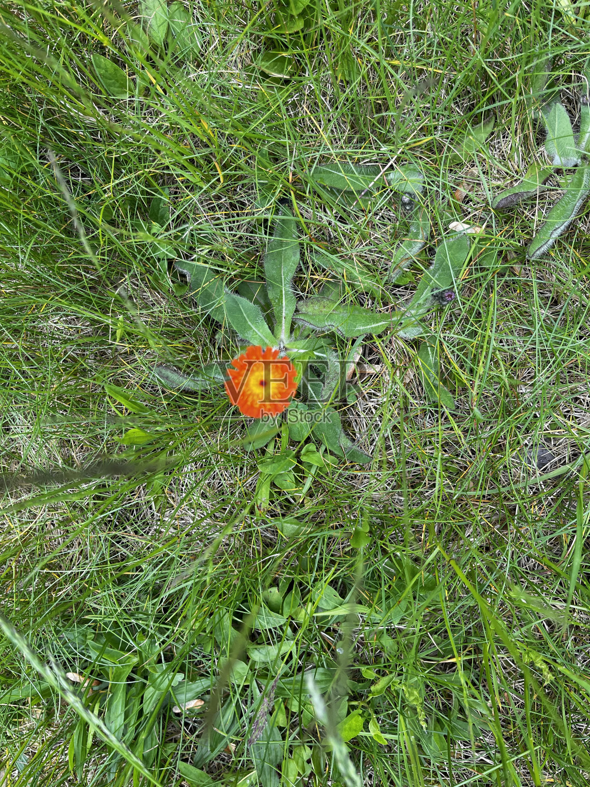 橘色花照片摄影图片