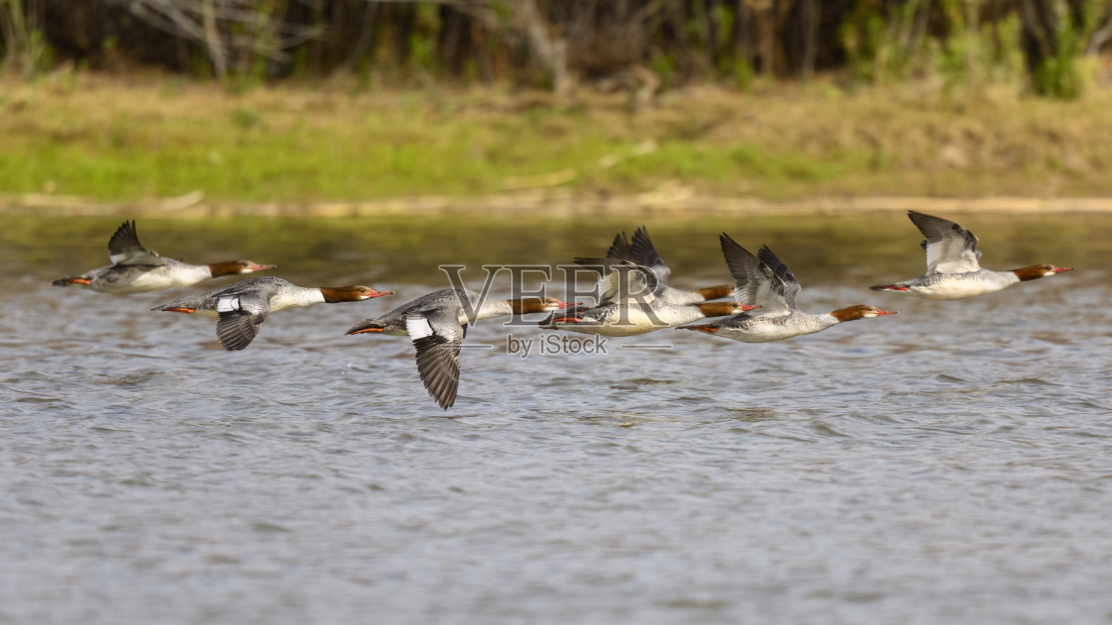 秋沙鸭鸭照片摄影图片