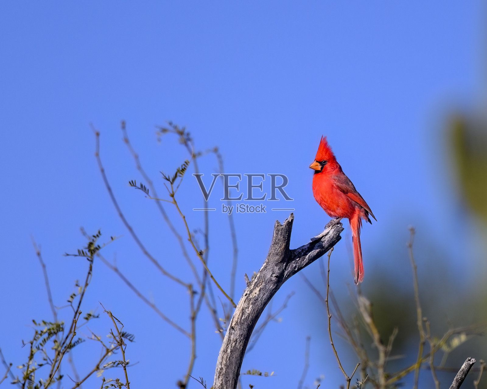 红衣主教的鸟照片摄影图片