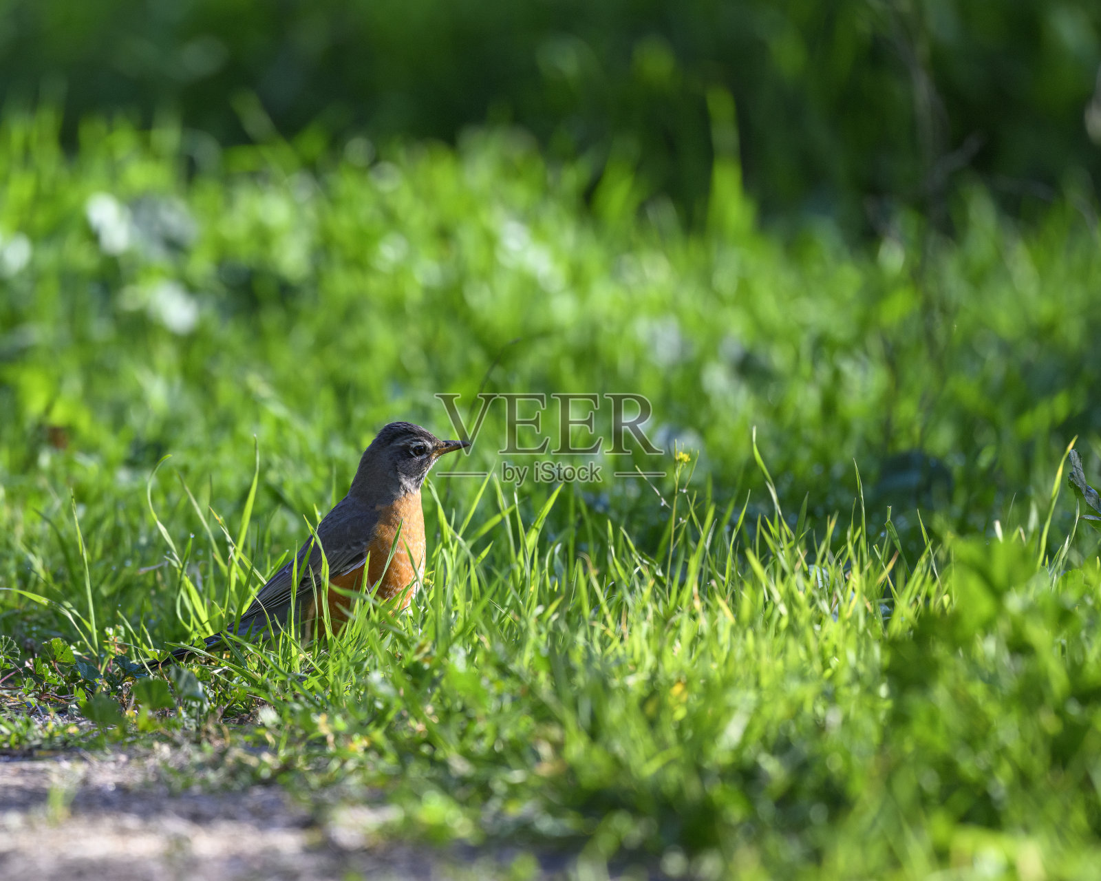 罗宾鸟照片摄影图片