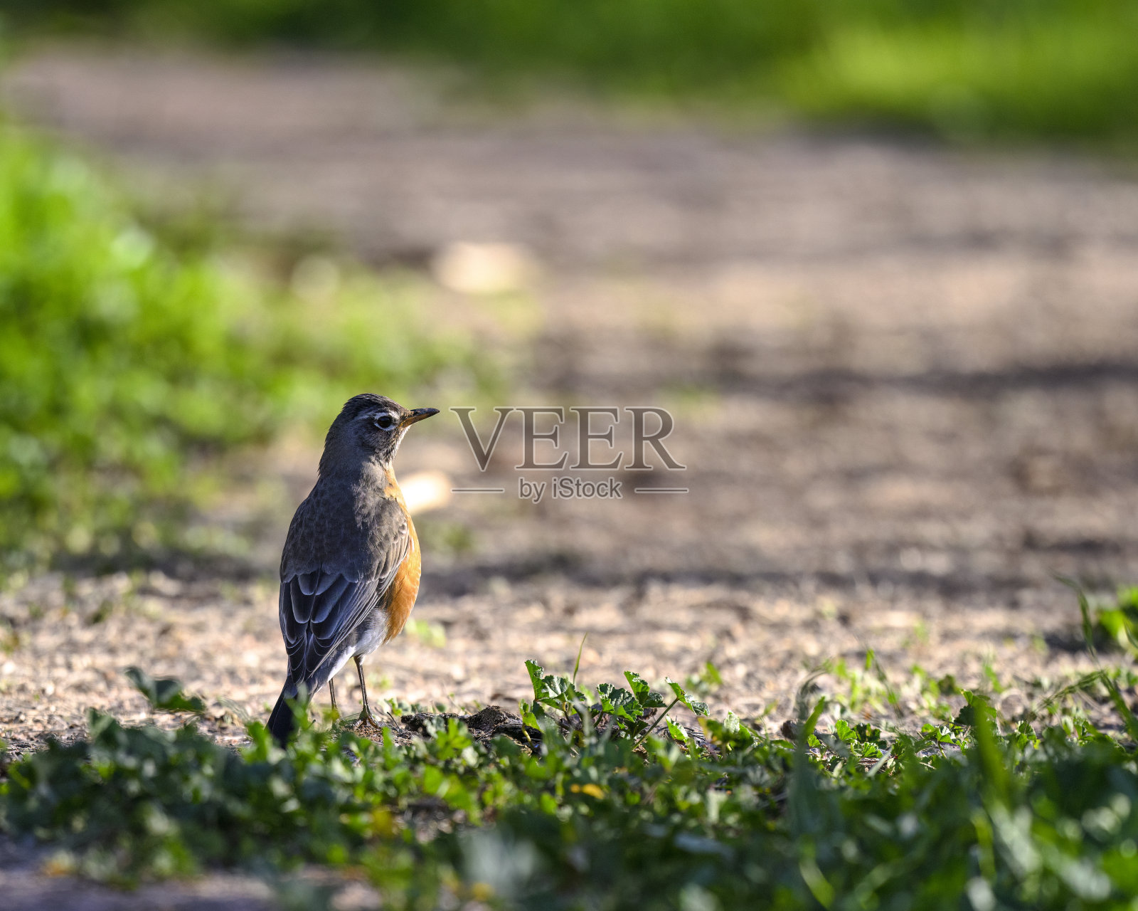 罗宾鸟照片摄影图片