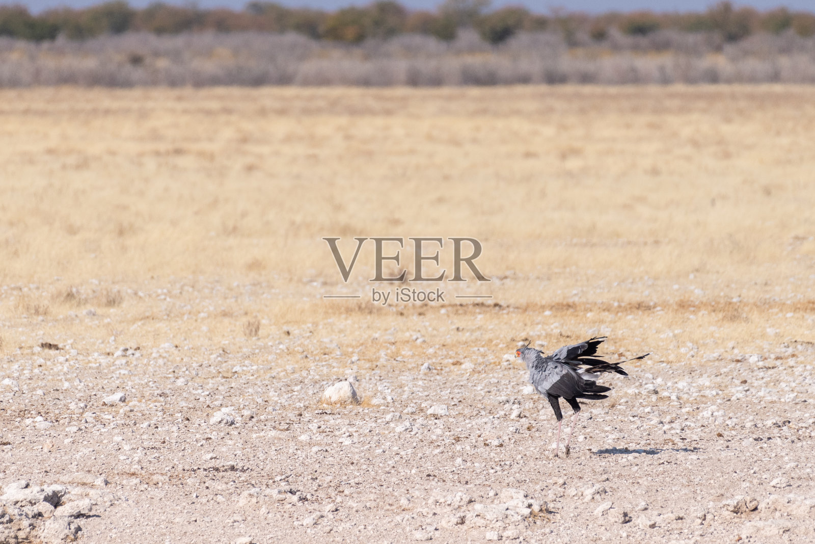 鸟秘书在埃托沙照片摄影图片