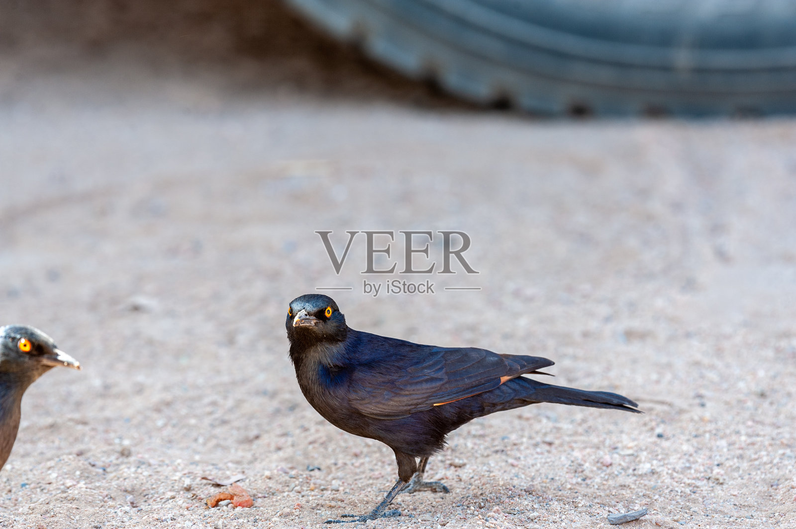 白翅椋鸟照片摄影图片