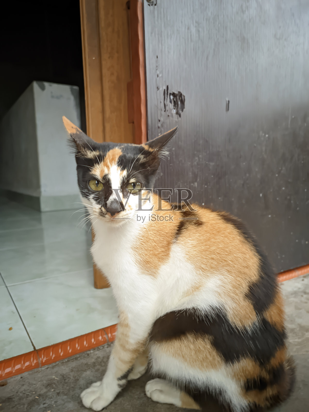 选择性聚焦，一只三色猫站在前廊门前照片摄影图片