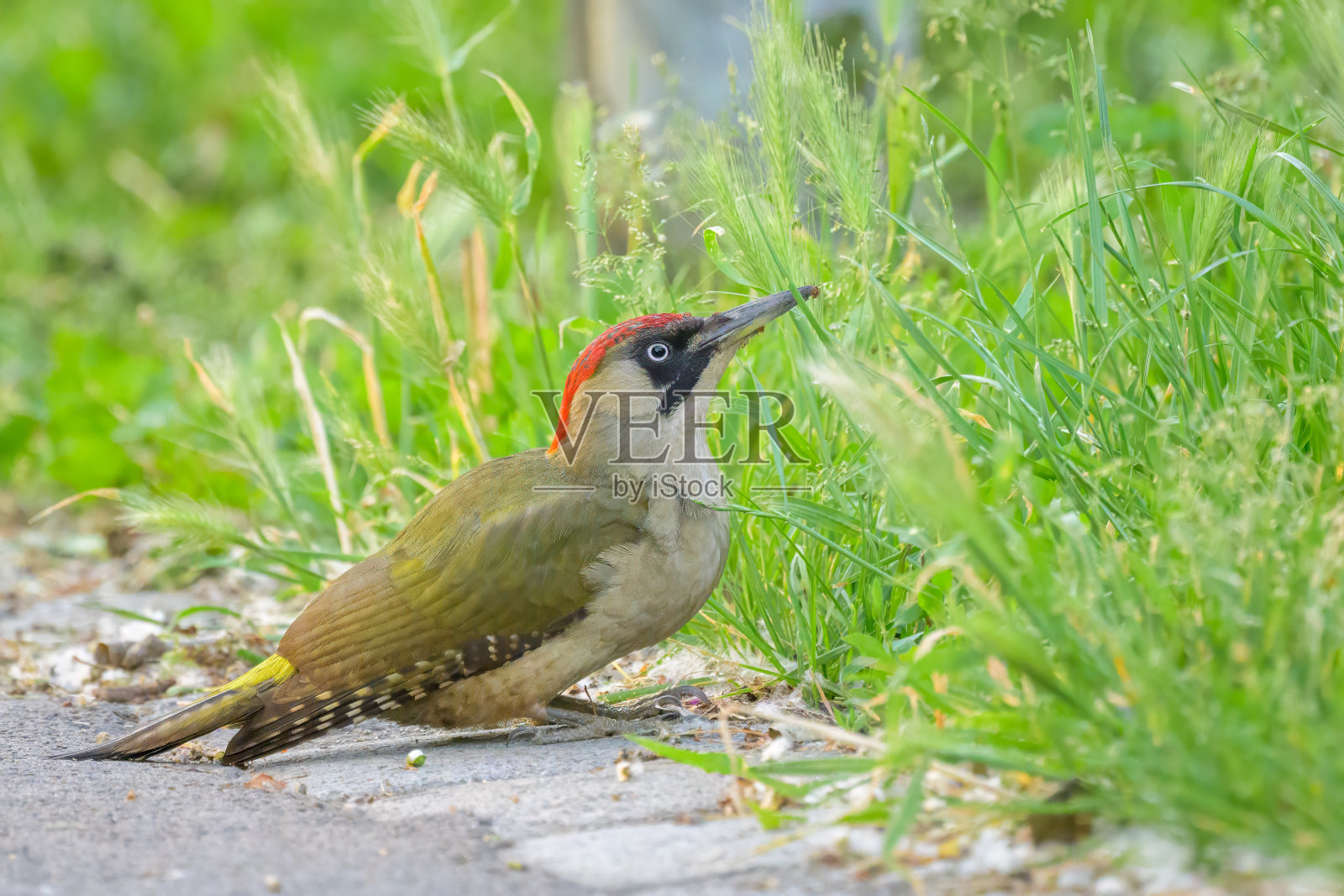 一只欧洲绿啄木鸟坐在地上照片摄影图片