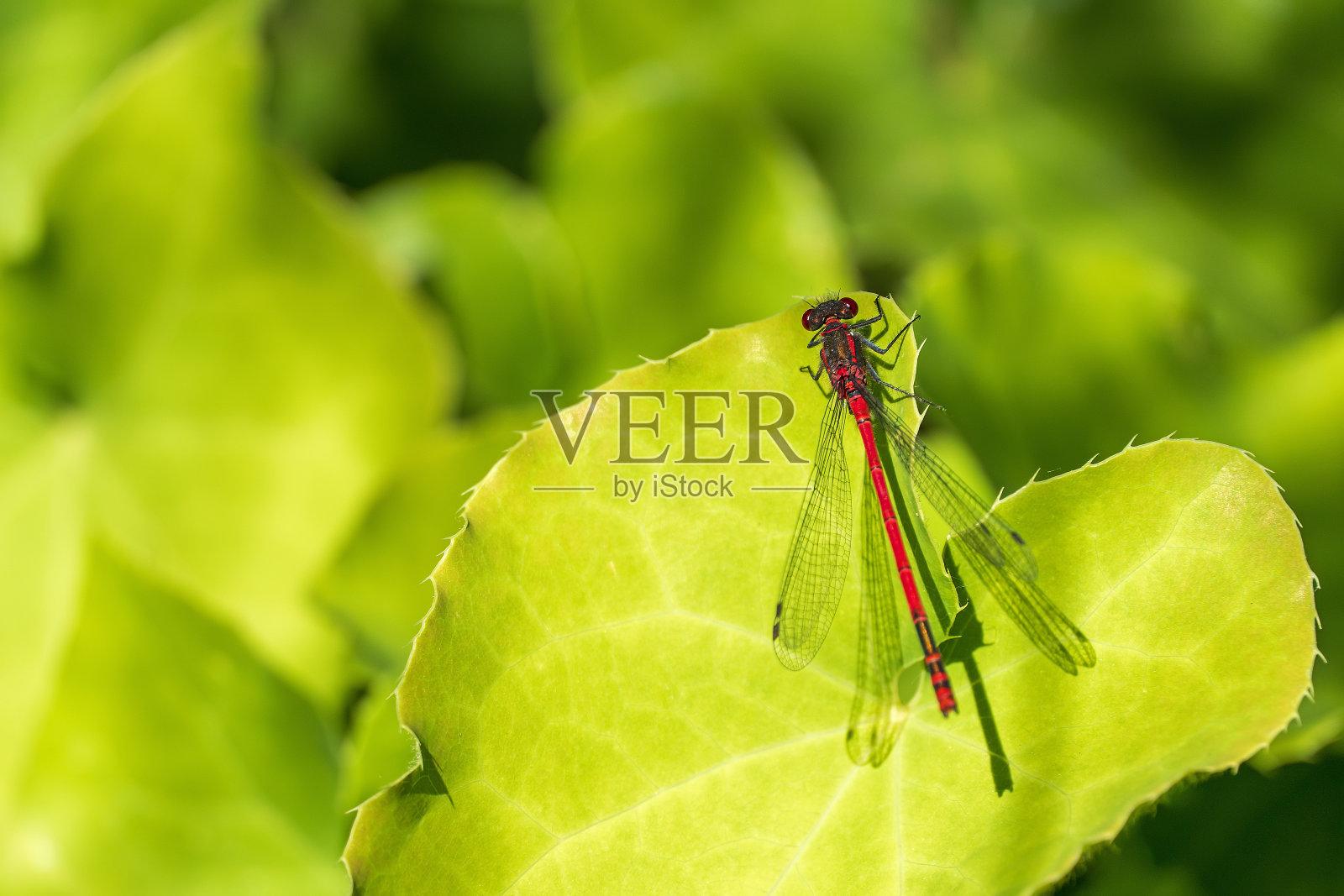 大红豆娘照片摄影图片