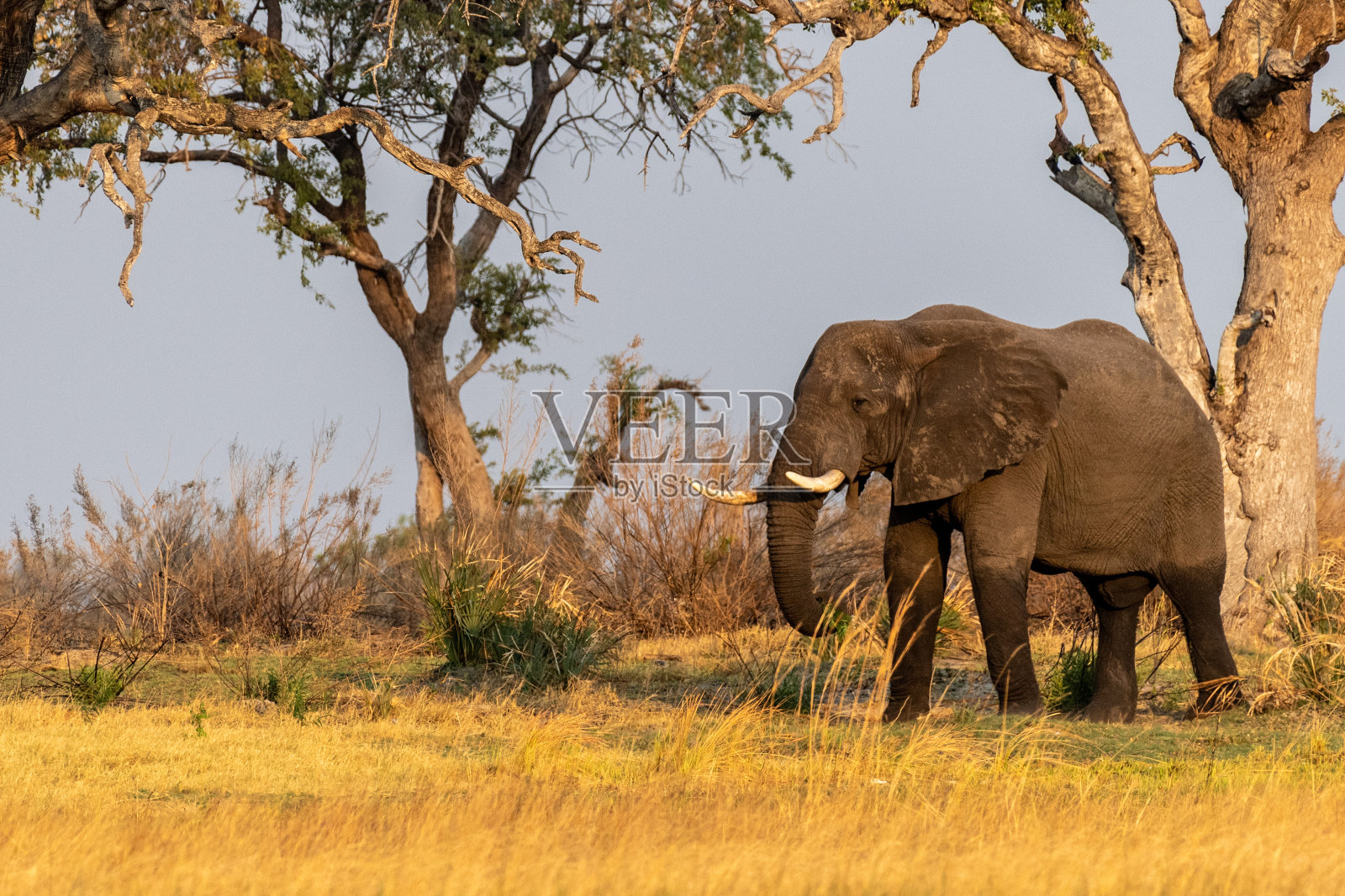 日落时分，非洲象在奥卡万戈三角洲吃草照片摄影图片