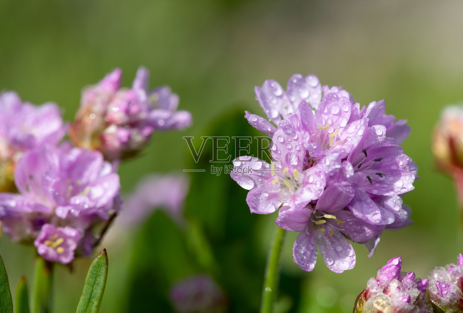 节俭的花照片摄影图片