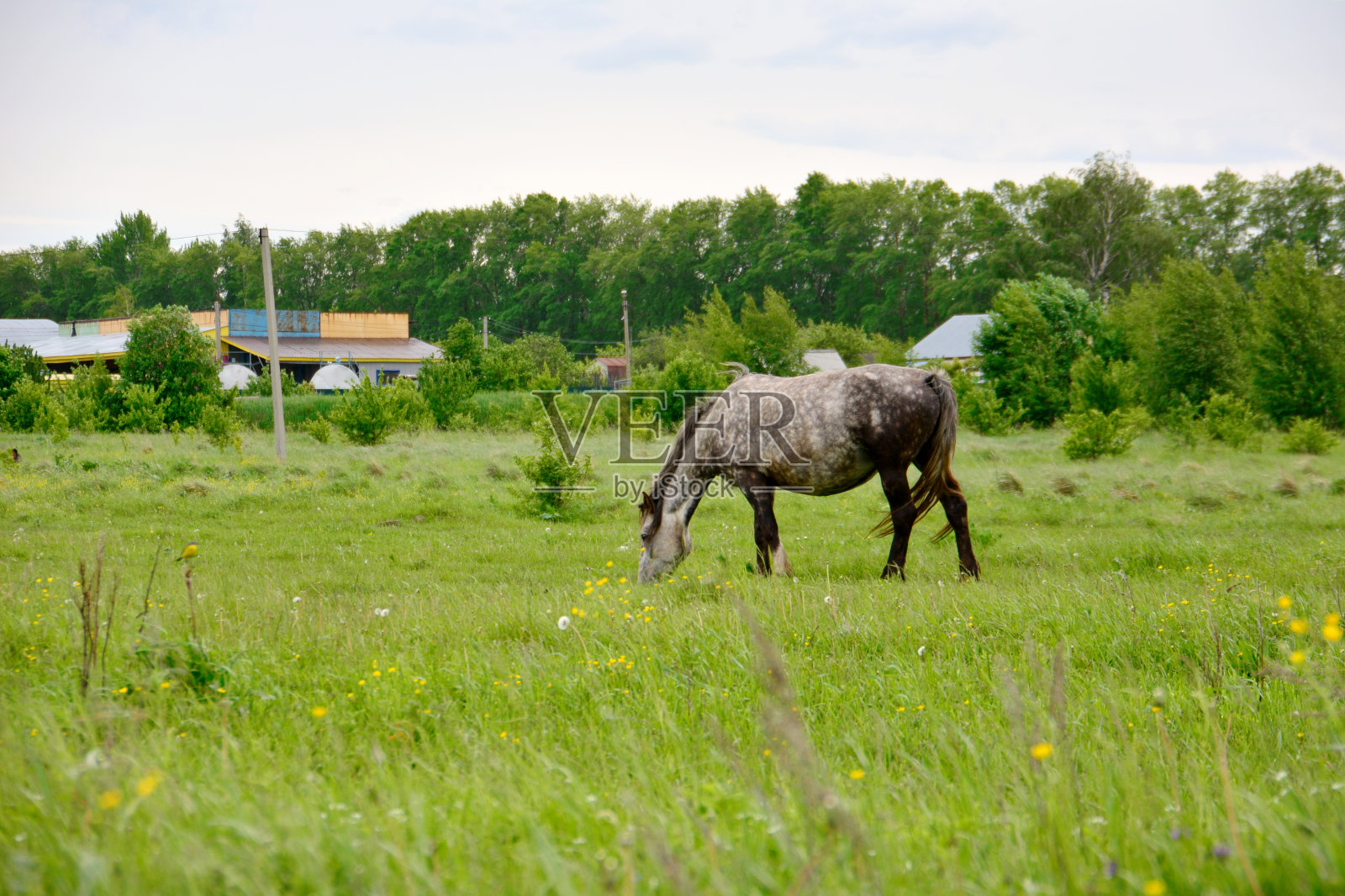 灰色的马在绿色的田野上吃草，背景是村庄照片摄影图片