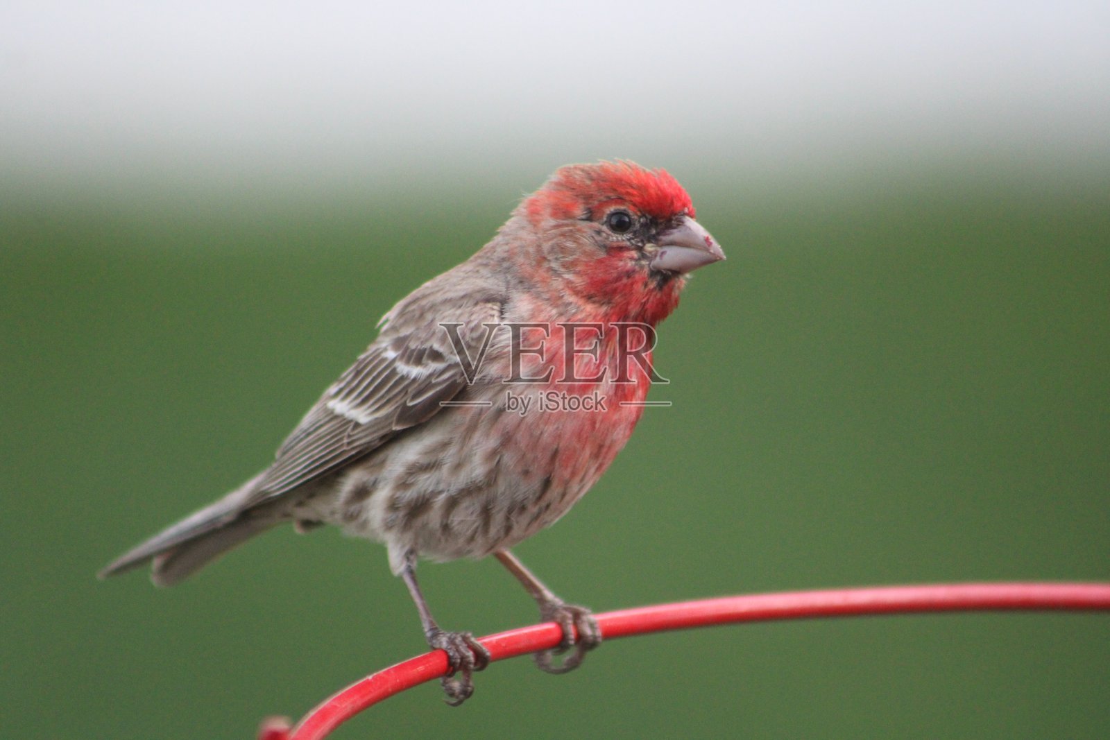 雄性家雀照片摄影图片