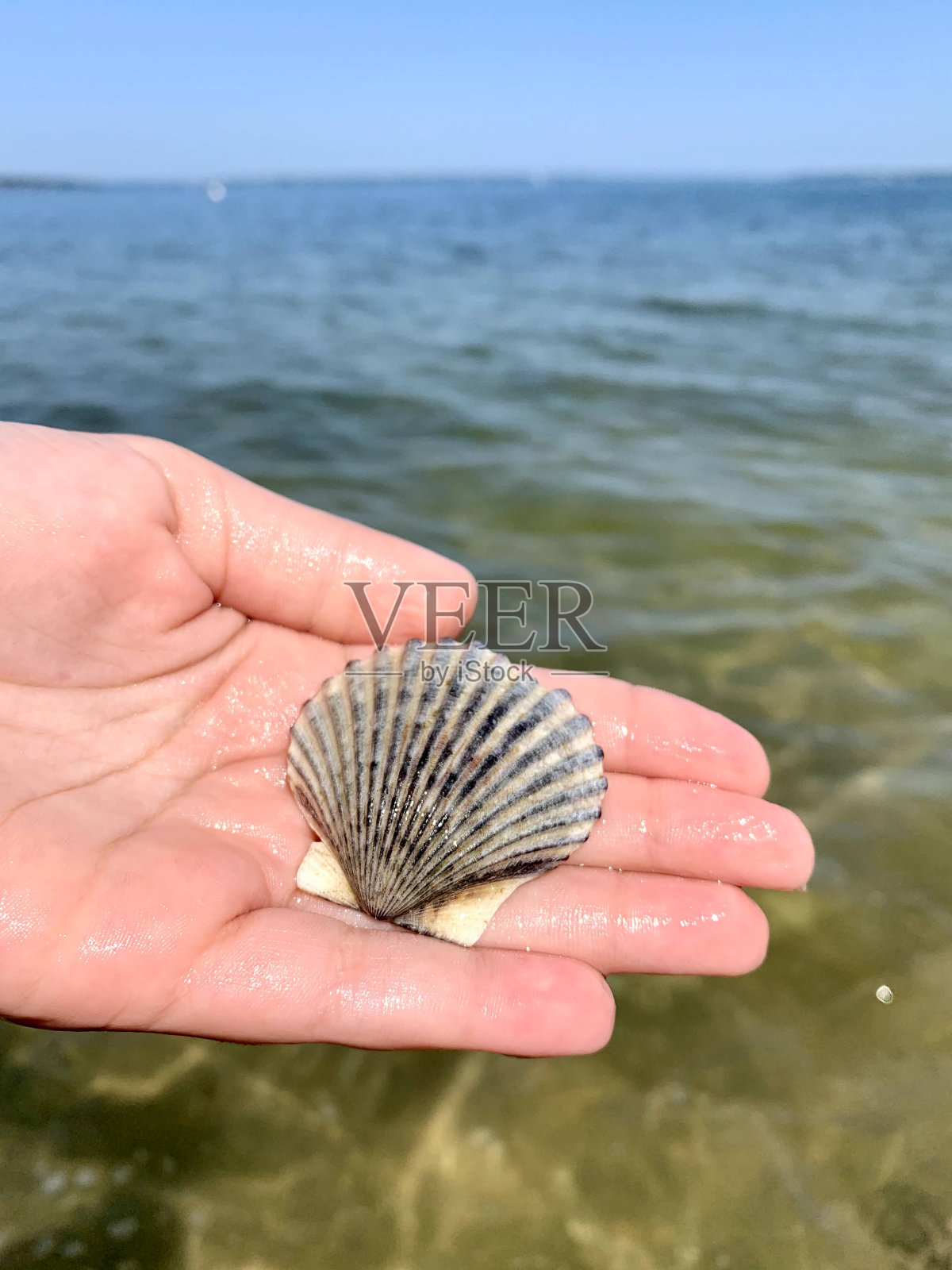 扇贝壳照片摄影图片