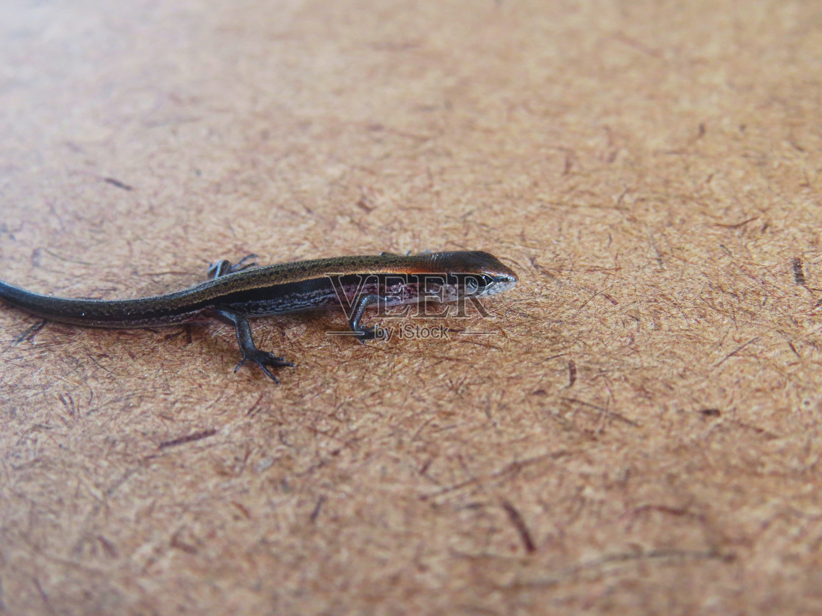 小皮肤照片摄影图片