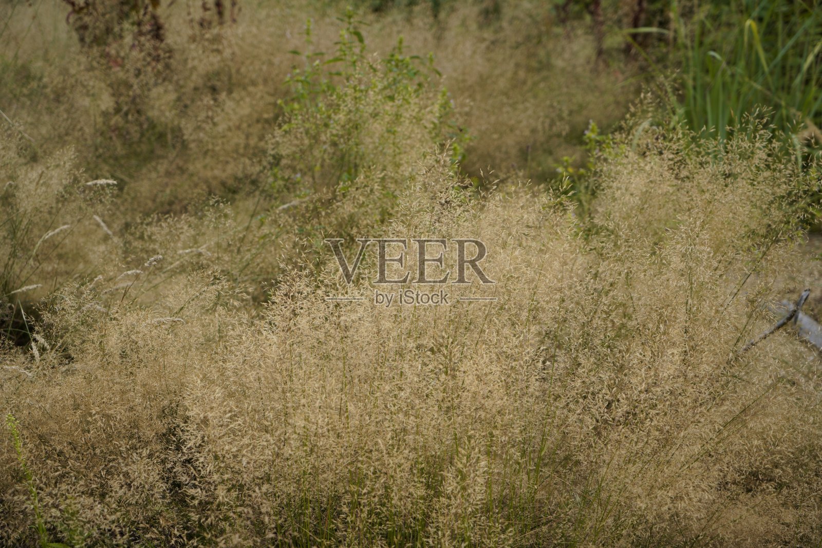 草地在森林的边缘，绿草如茵，绿草如茵照片摄影图片