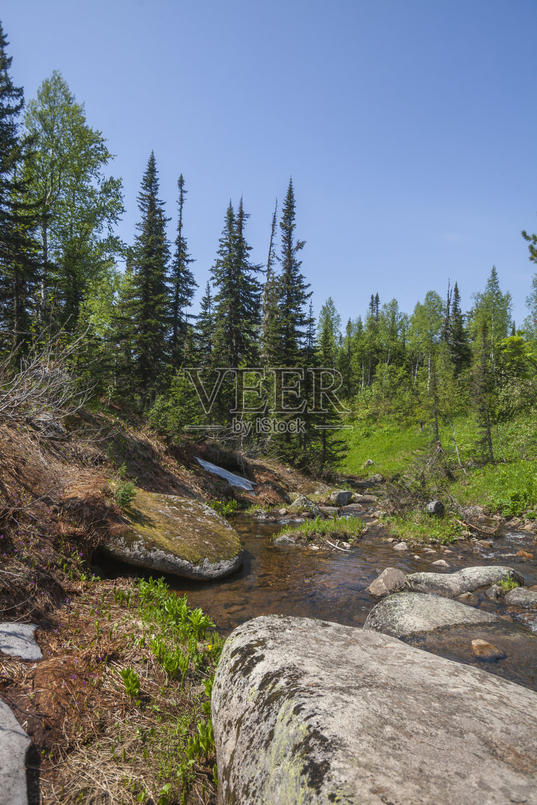 肖里亚山上的小溪。俄罗斯照片摄影图片