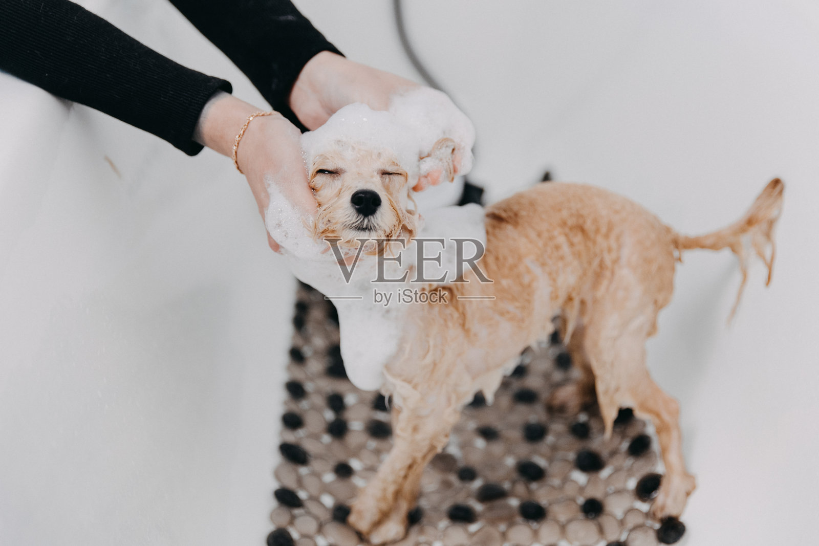 专业熟练的美容师在梳理前仔细地在浴缸里给贵宾狗洗澡照片摄影图片