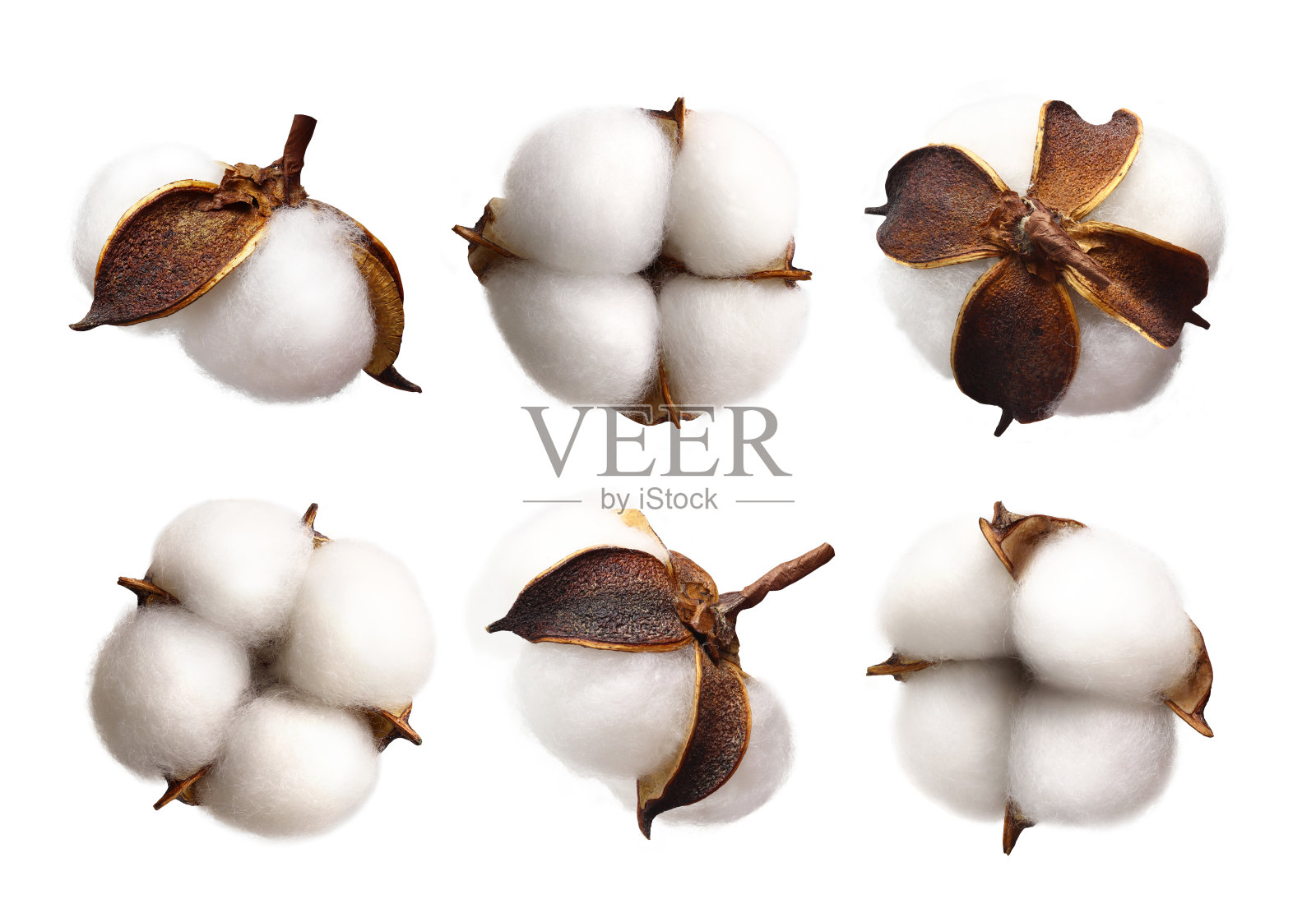 在白色背景上孤立的一组棉花花照片摄影图片
