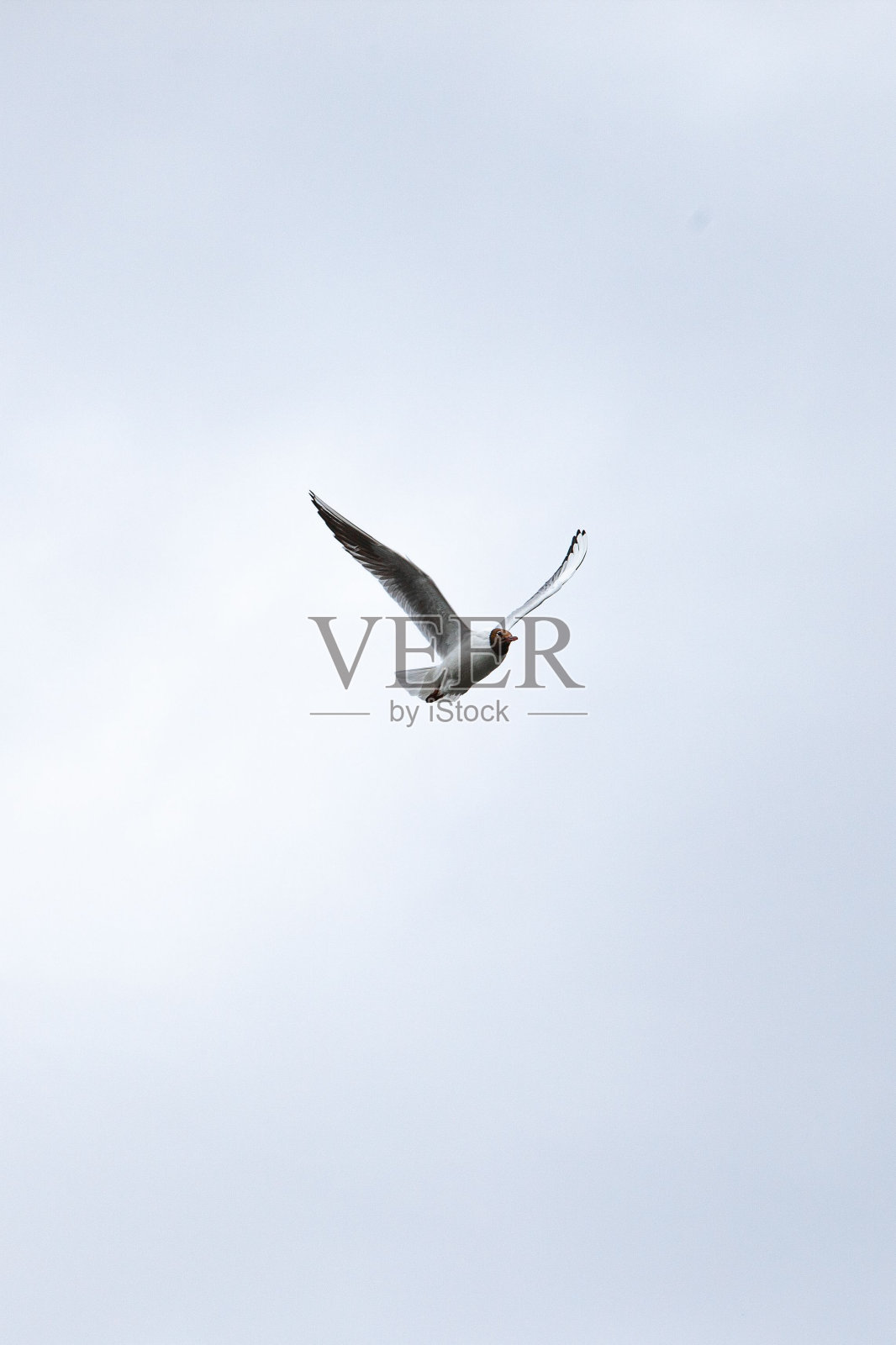 黑头海鸥在天空飞翔。照片摄影图片