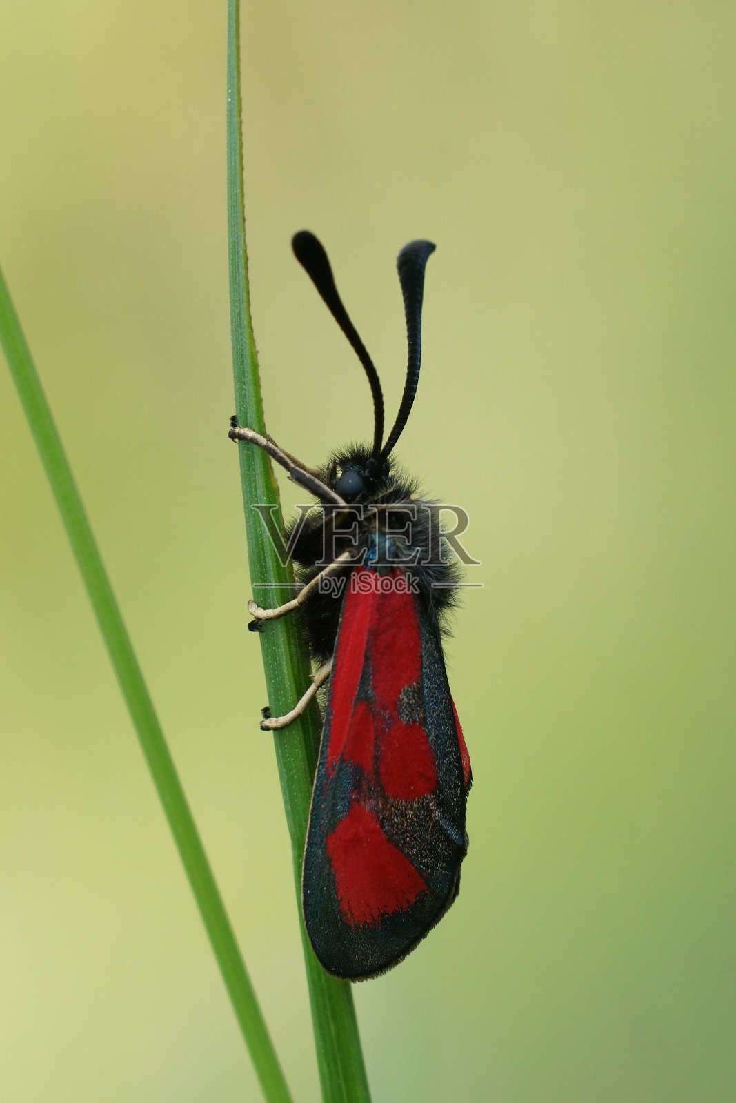 彩色的日间细长的苏格兰Burnet蛾，Zygaena loti在草的稻草上的特写照片摄影图片