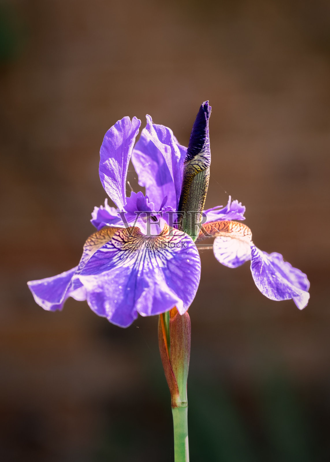在Rousham House的围墙花园中的紫色胡须鸢尾花。照片摄影图片