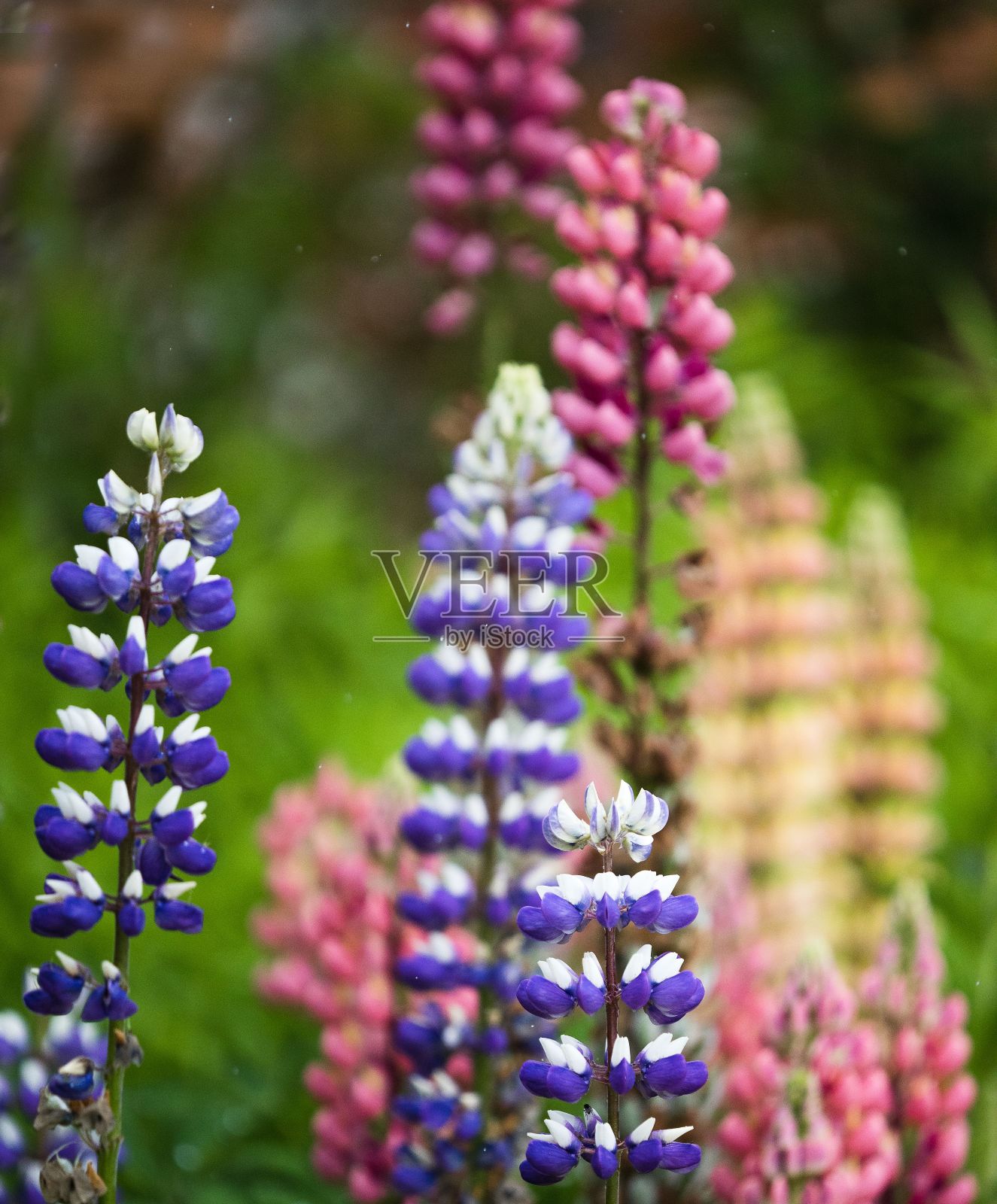 Rousham House and Gardens盛开的粉色鲁冰花照片摄影图片