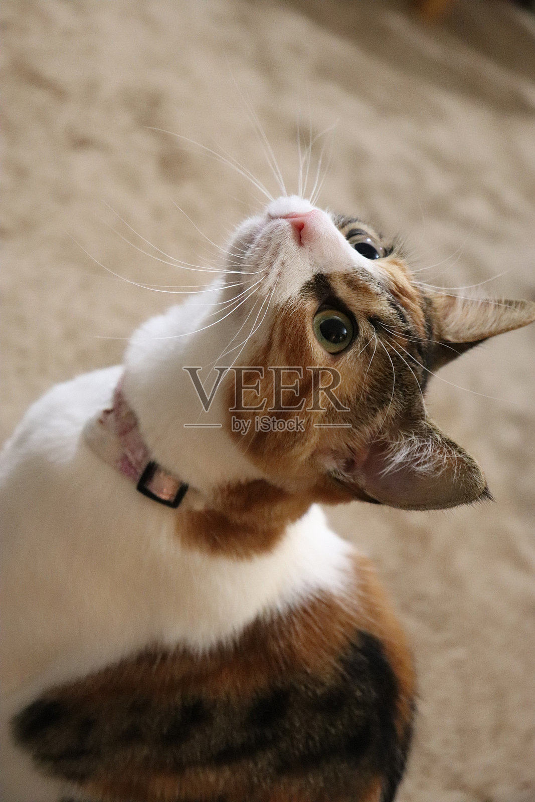 猫照片摄影图片