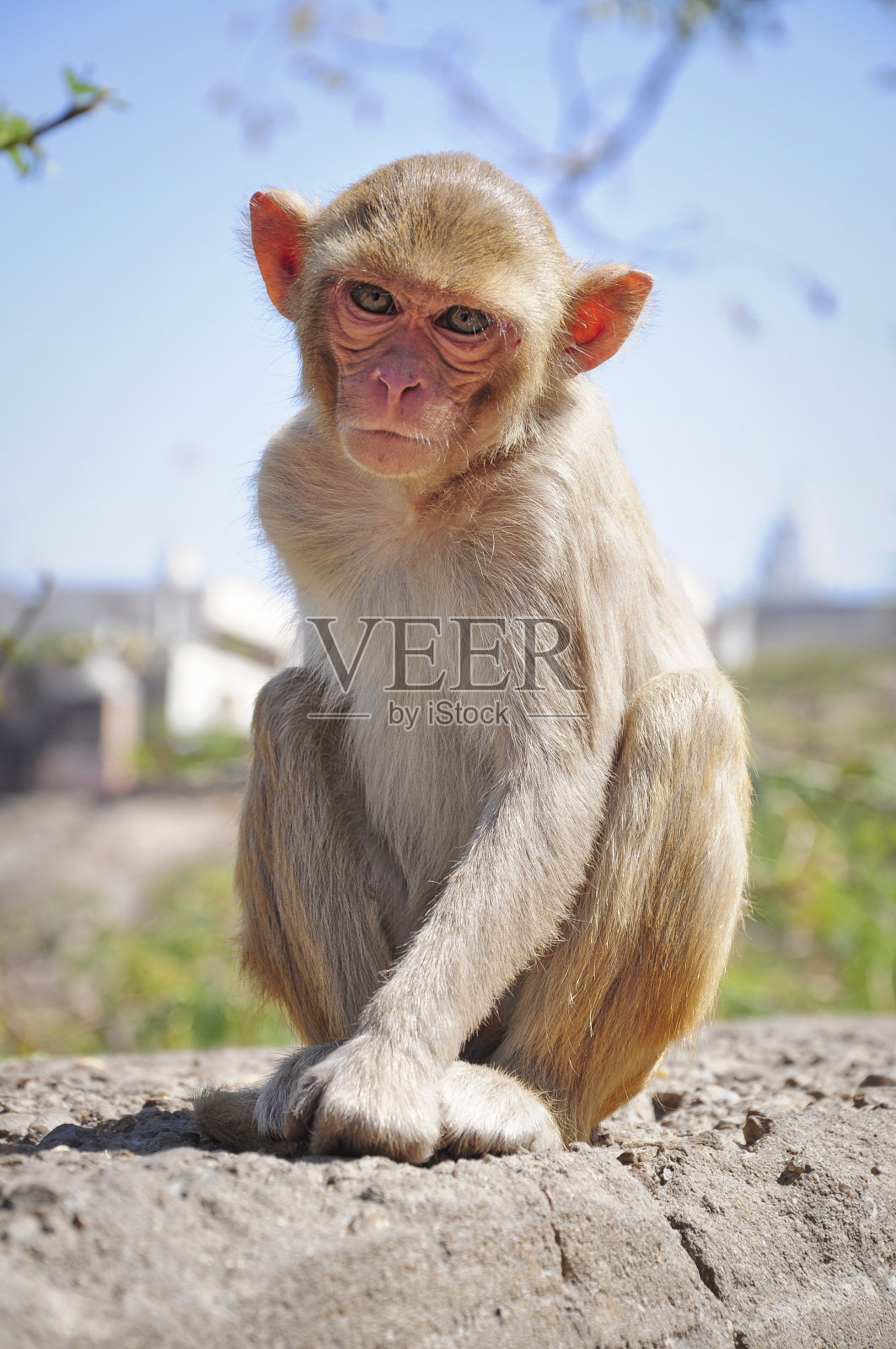一只普通的印度猕猴坐着照片摄影图片