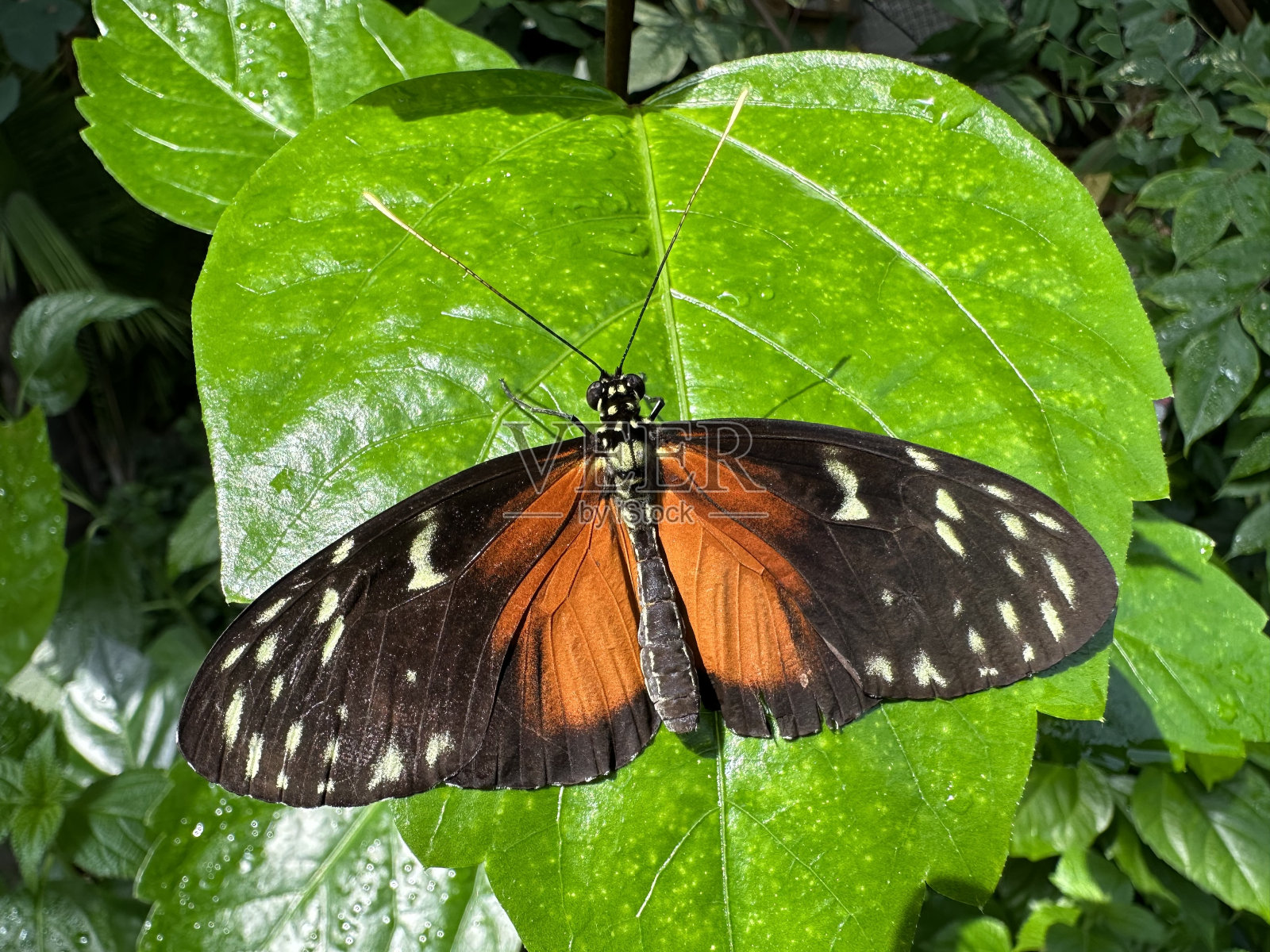 虎长翅蝴蝶照片摄影图片