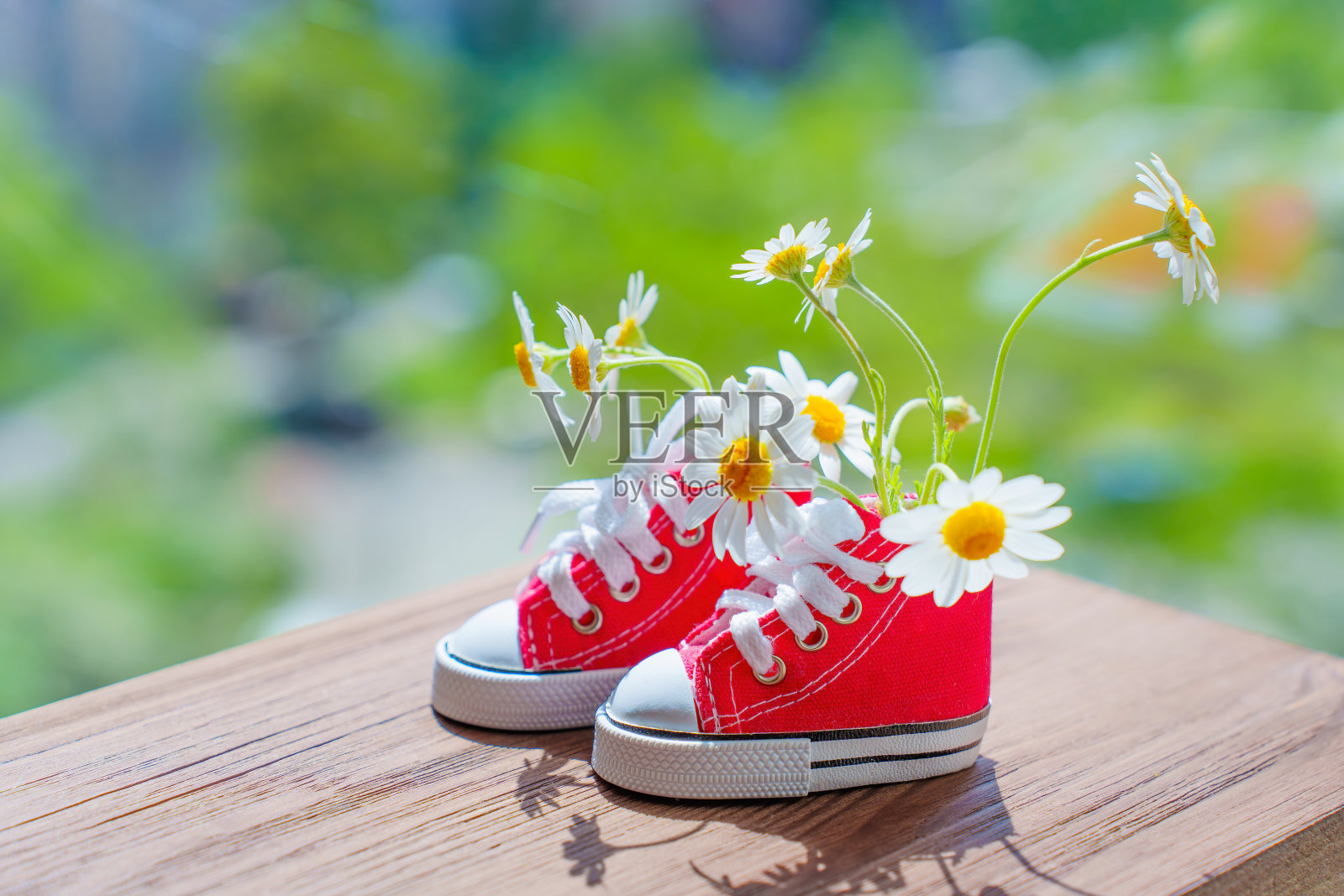 小红帆布鞋与新鲜的雏菊户外照片摄影图片