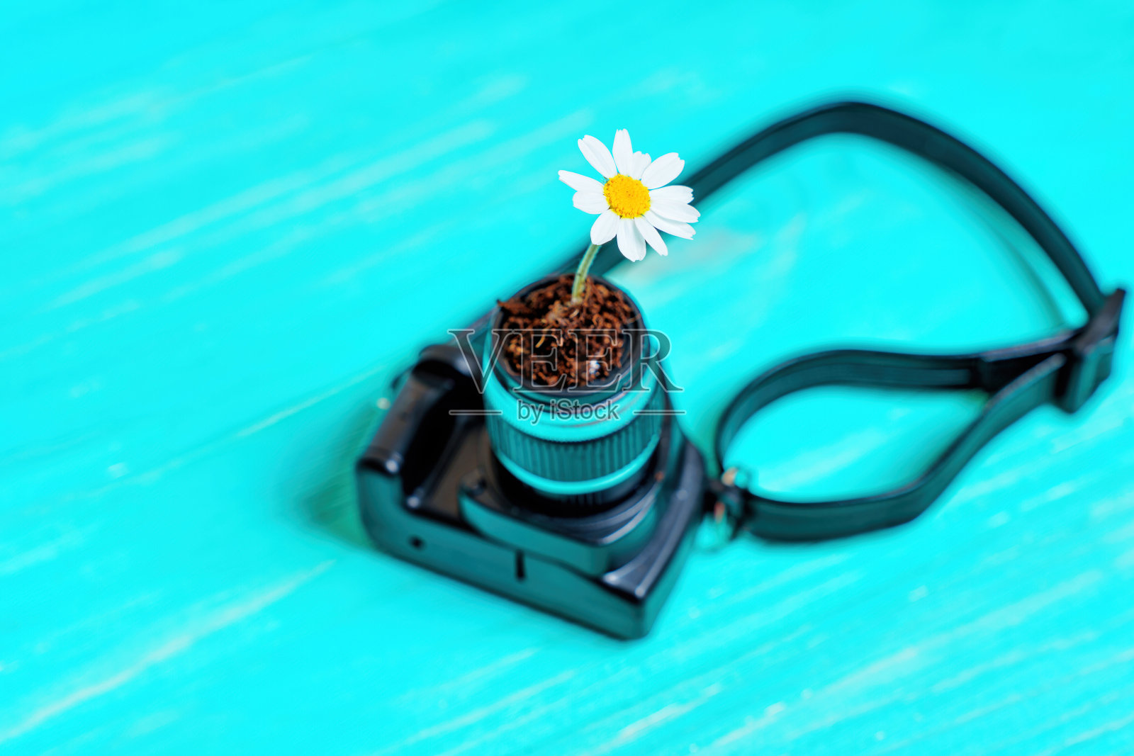 黛西从镜头里出来照片摄影图片