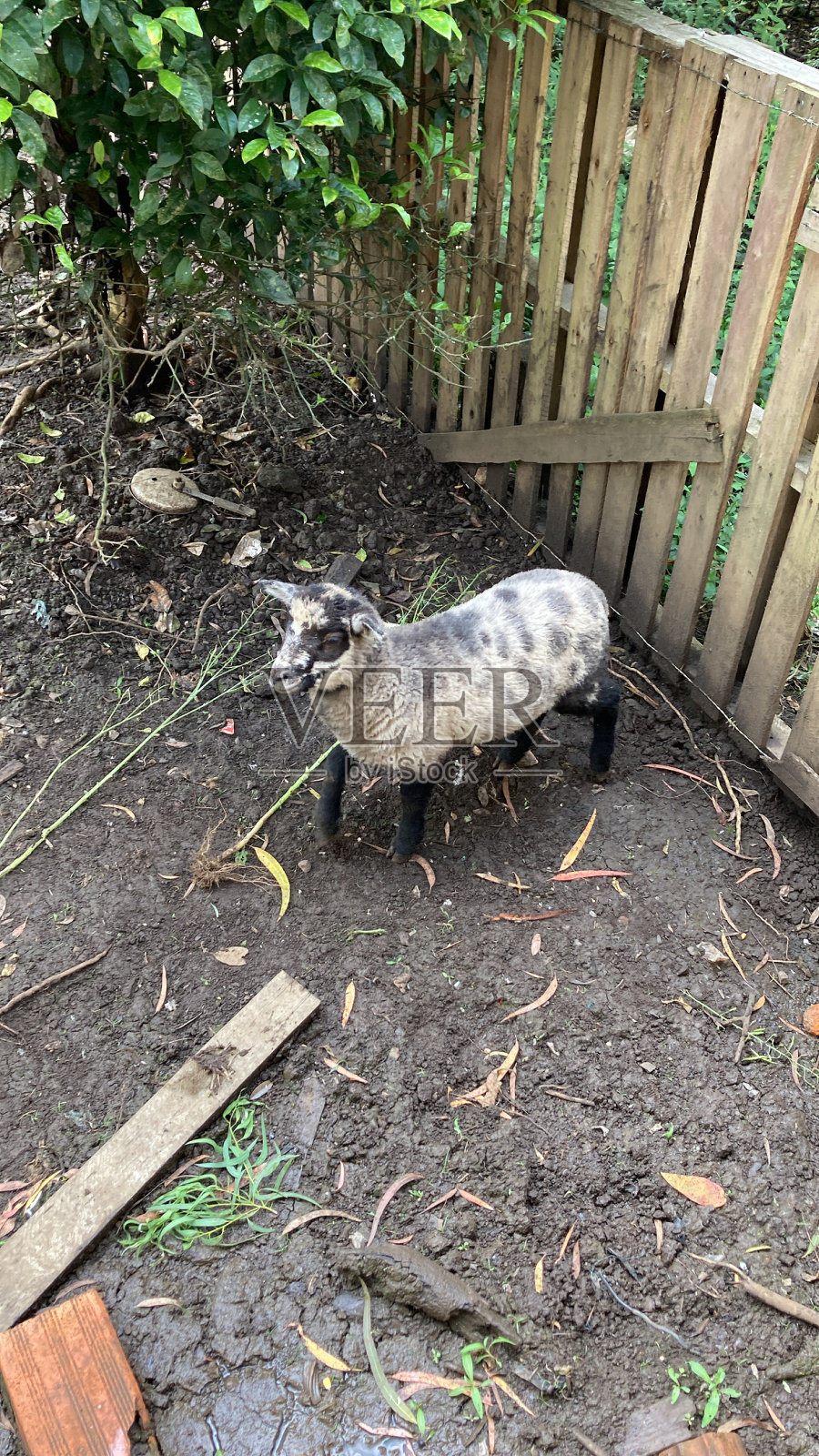 动物照片摄影图片