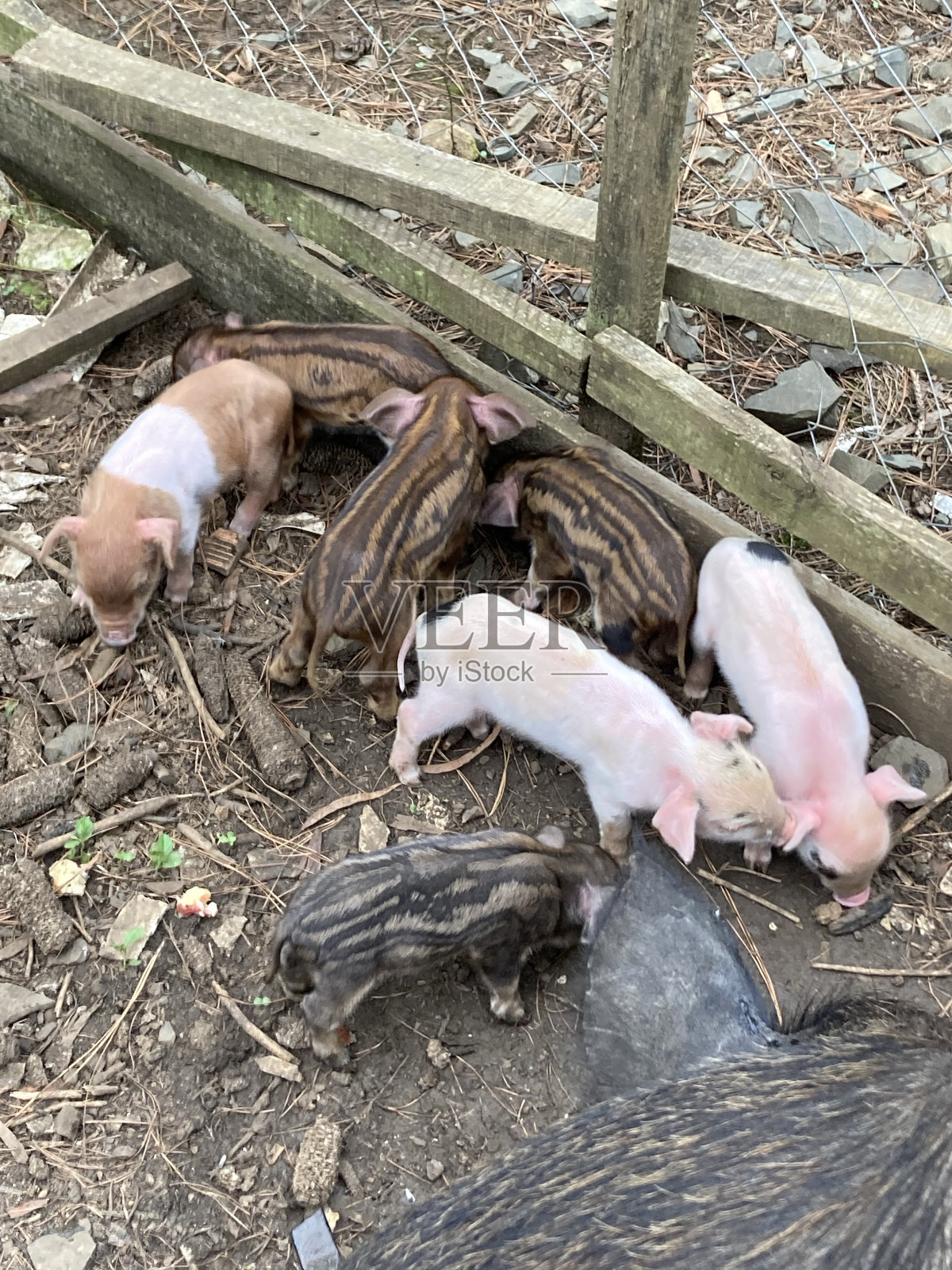 动物照片摄影图片